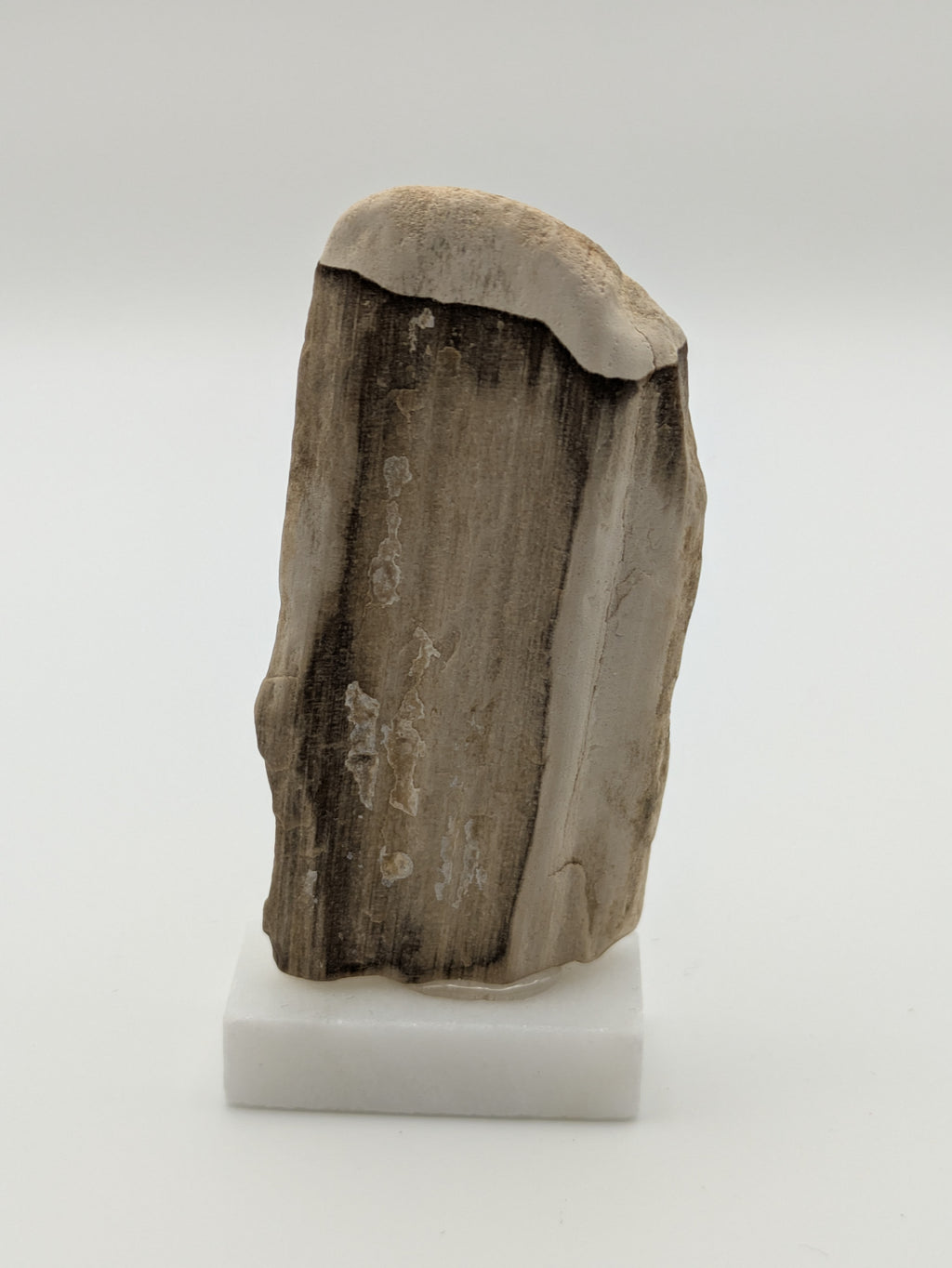 Small Petrified Wood Specimen (with stand)