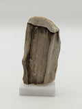 Small Petrified Wood Specimen (with stand)