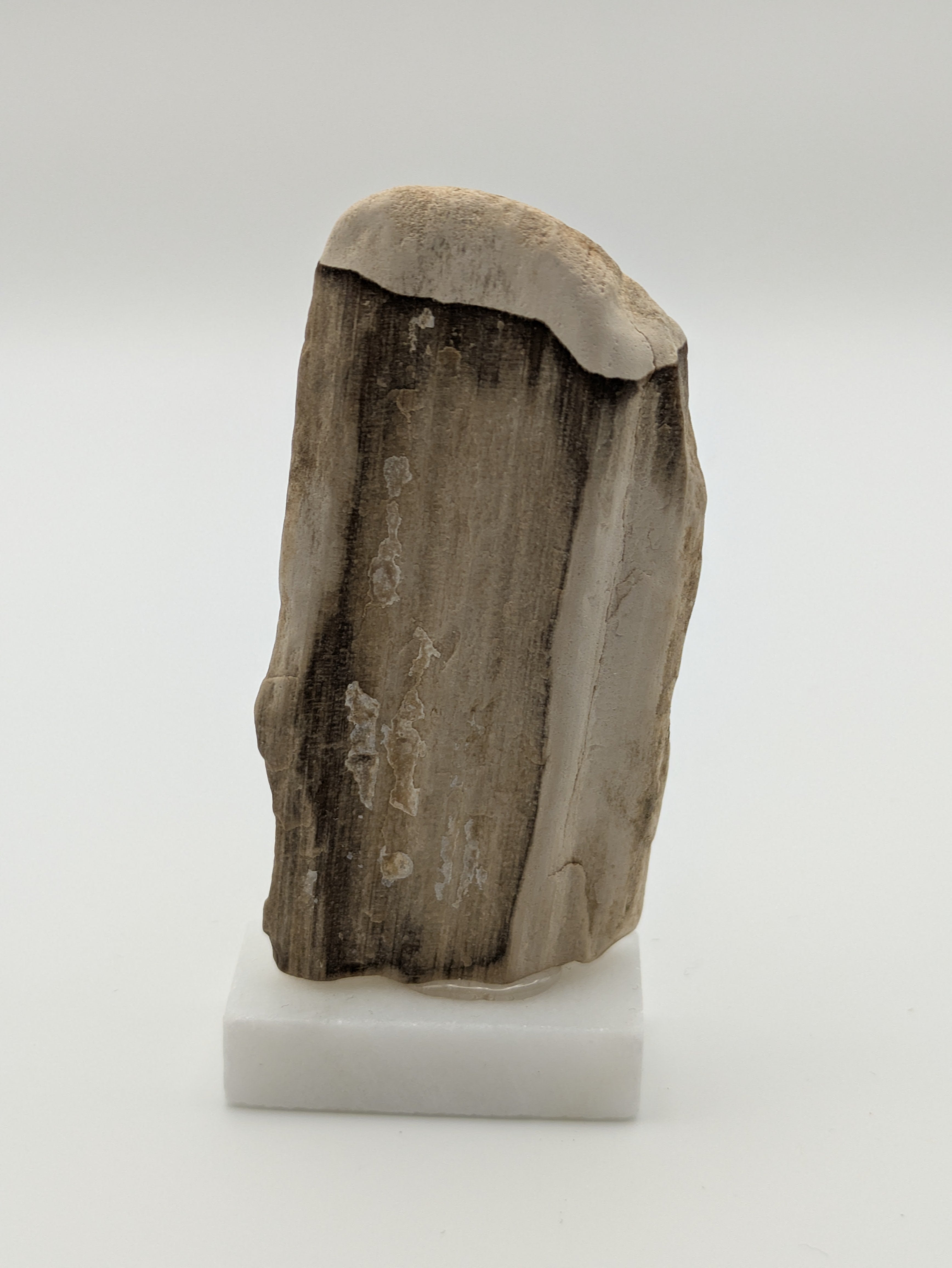 Small Petrified Wood Specimen (with stand)