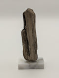 Small Petrified Wood Specimen (with stand)