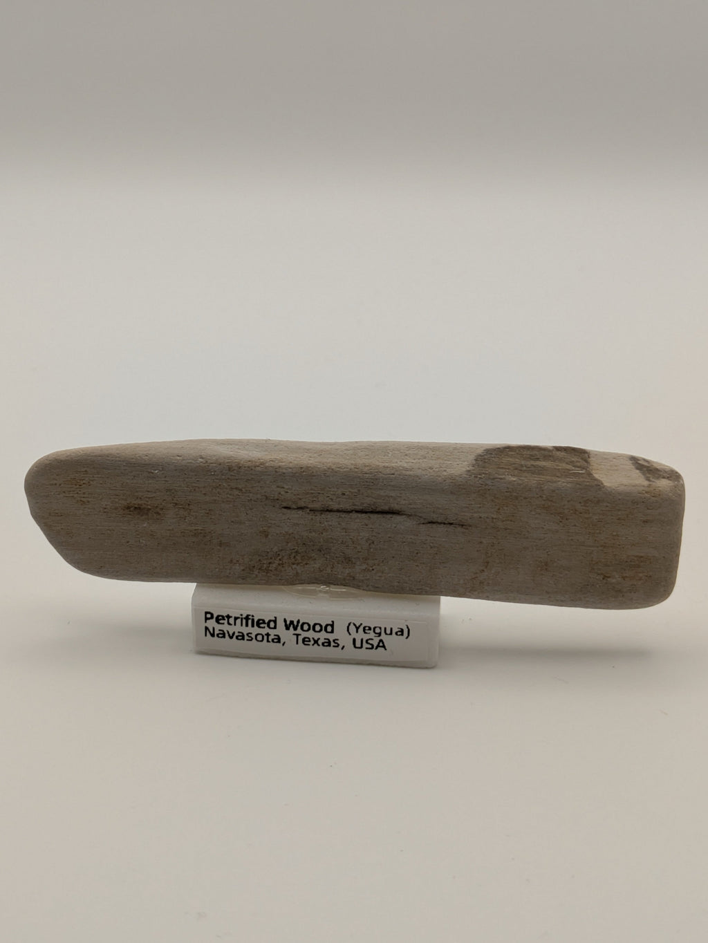 Small Petrified Wood Specimen (with stand)