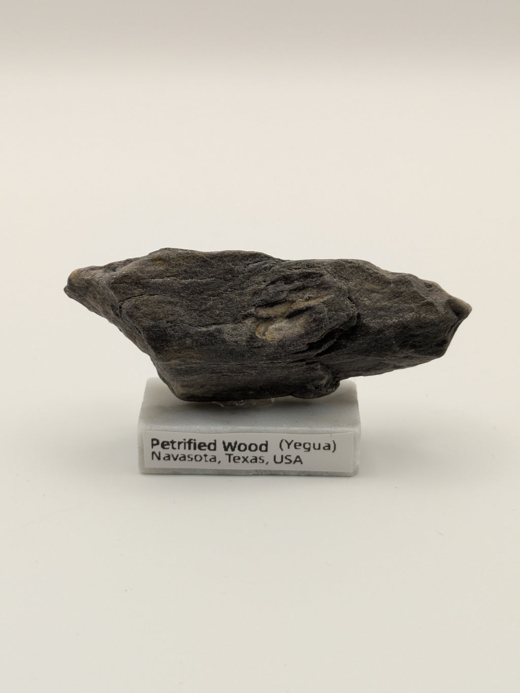 Small Petrified Wood Specimen (with stand)