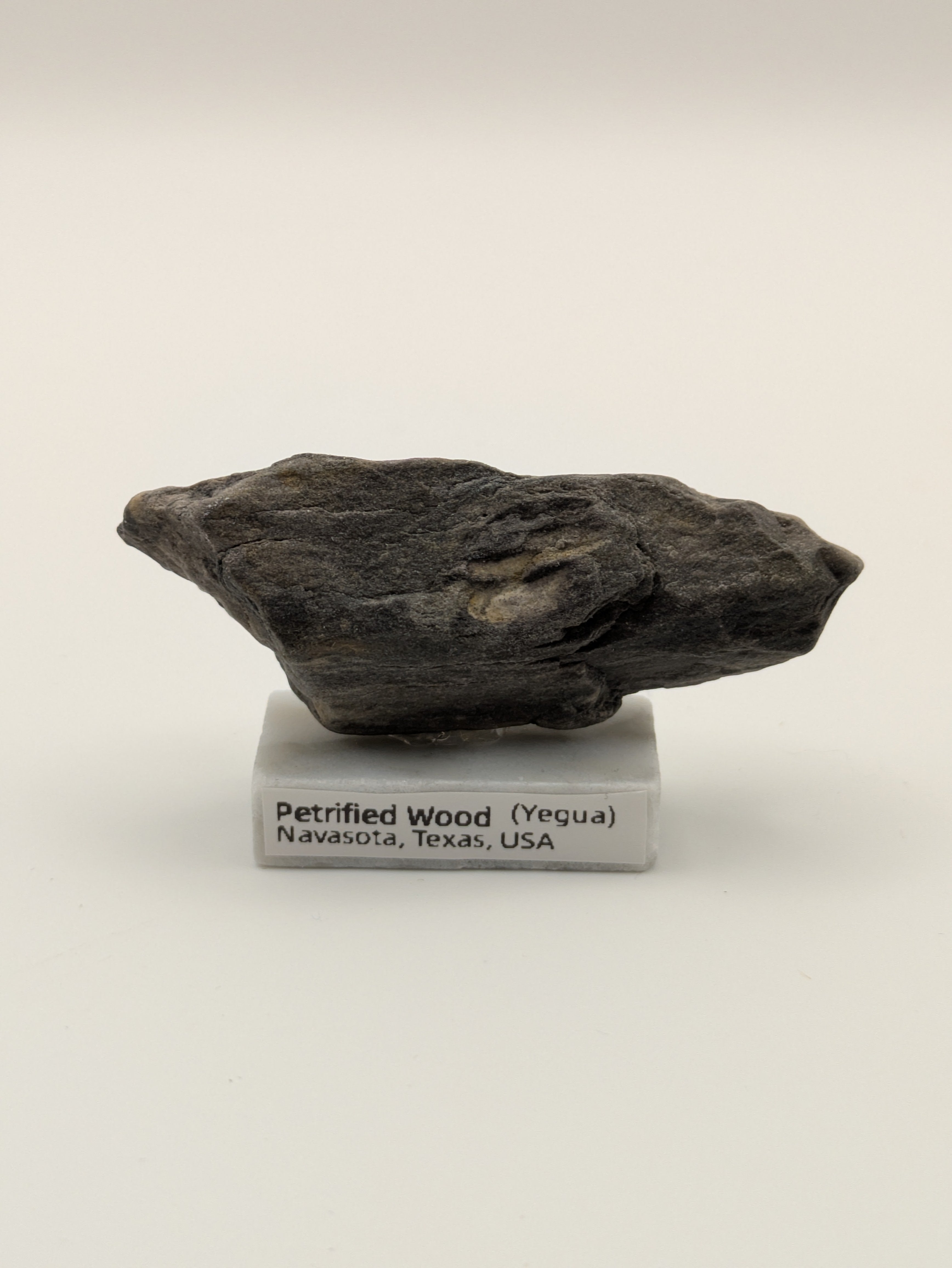Small Petrified Wood Specimen (with stand)