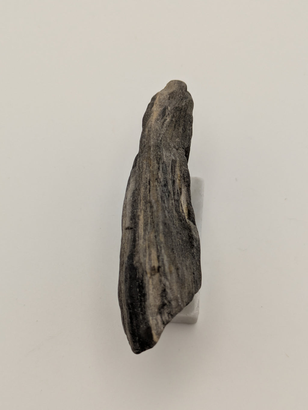 Small Petrified Wood Specimen (with stand)