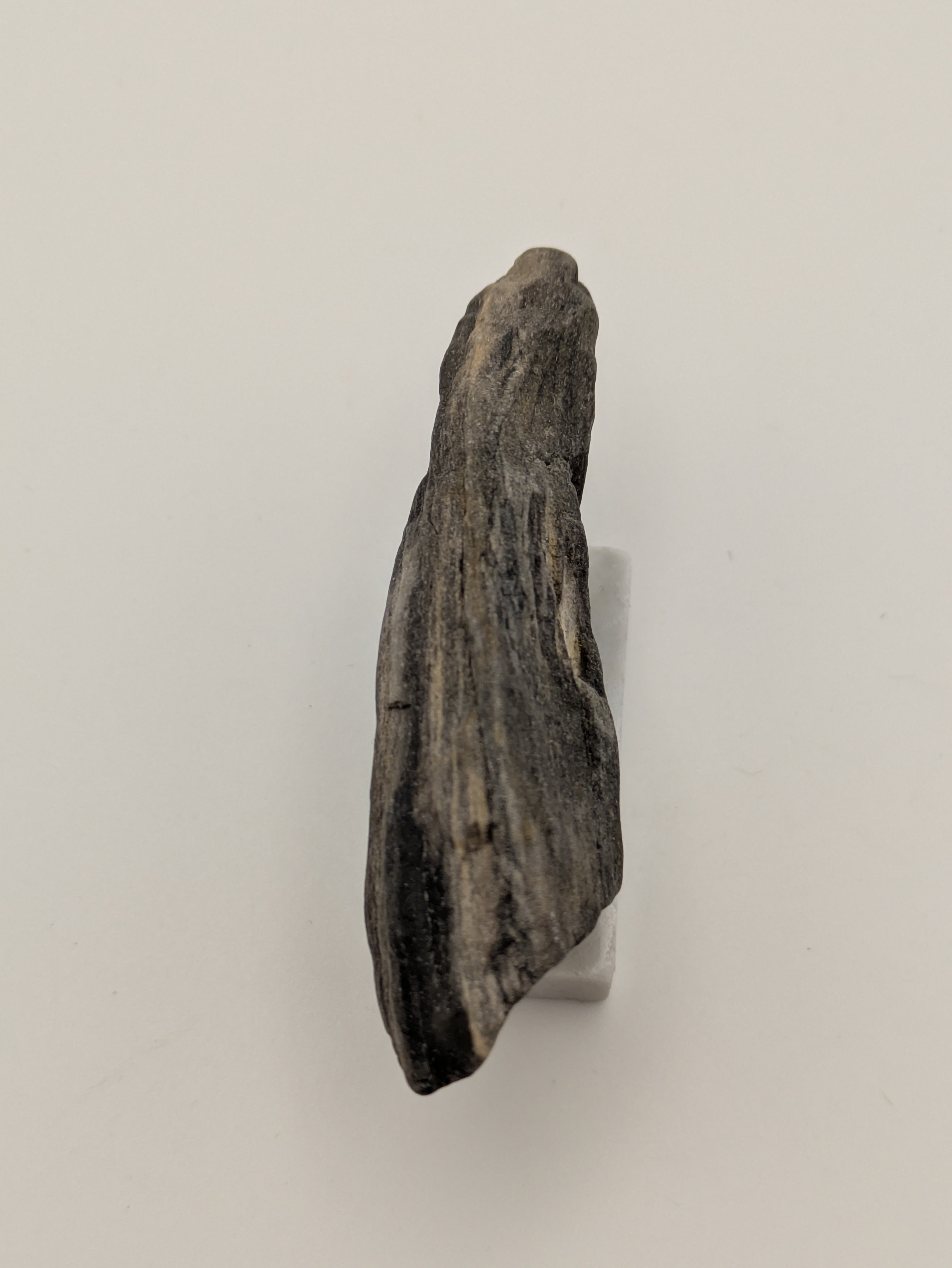 Small Petrified Wood Specimen (with stand)