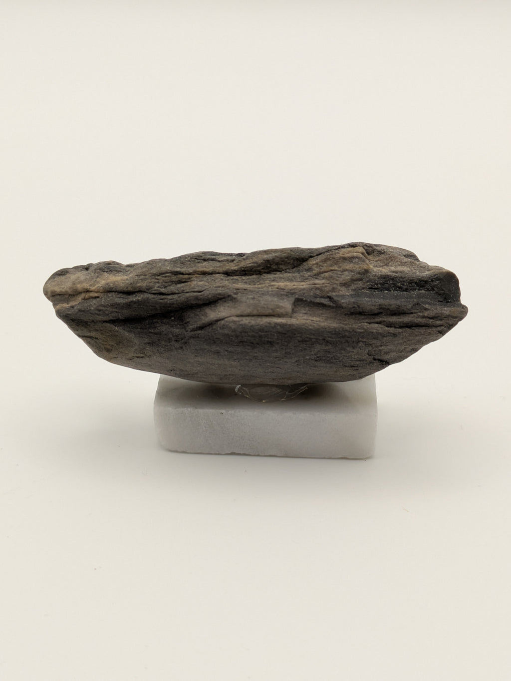Small Petrified Wood Specimen (with stand)