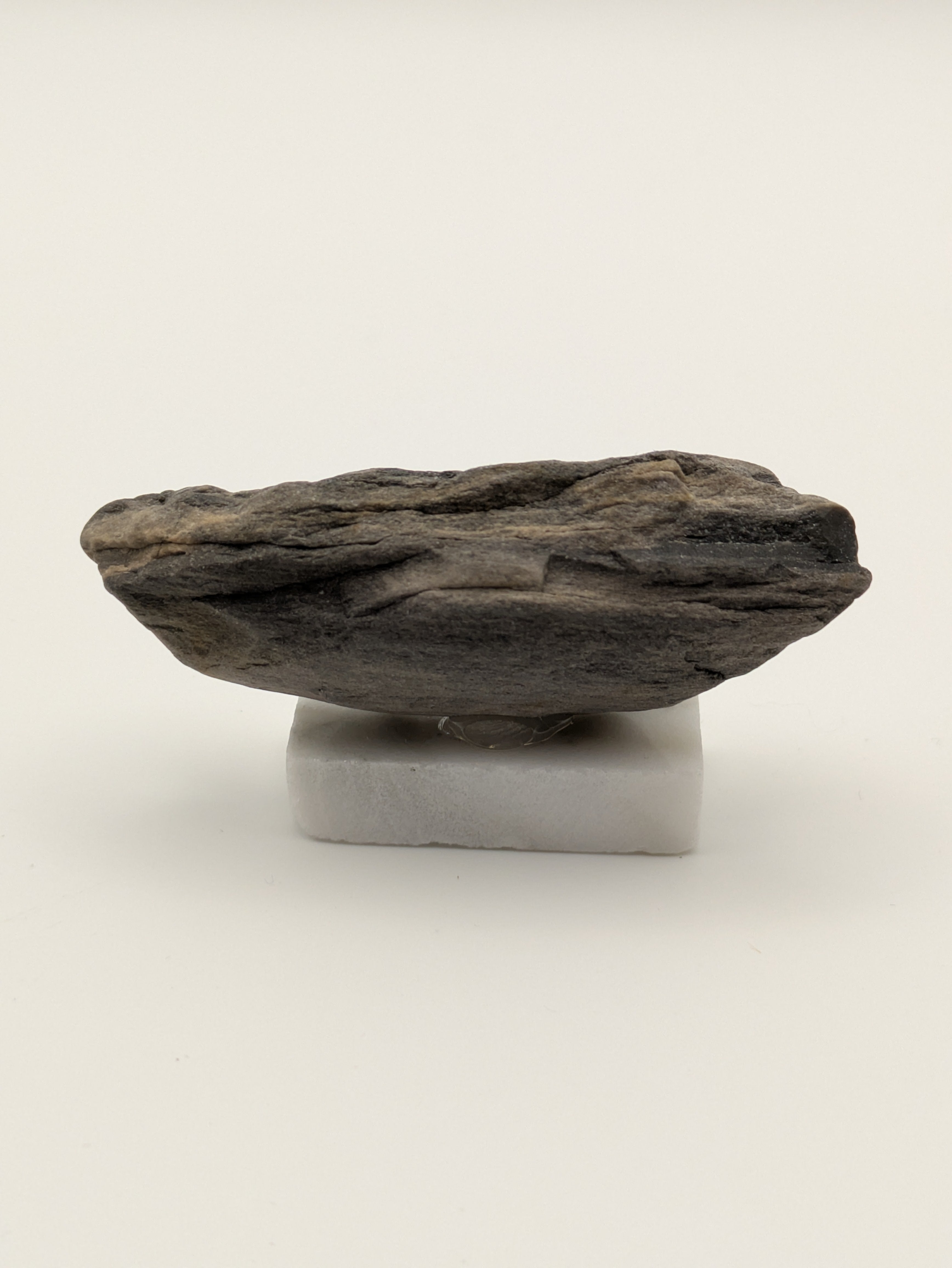 Small Petrified Wood Specimen (with stand)