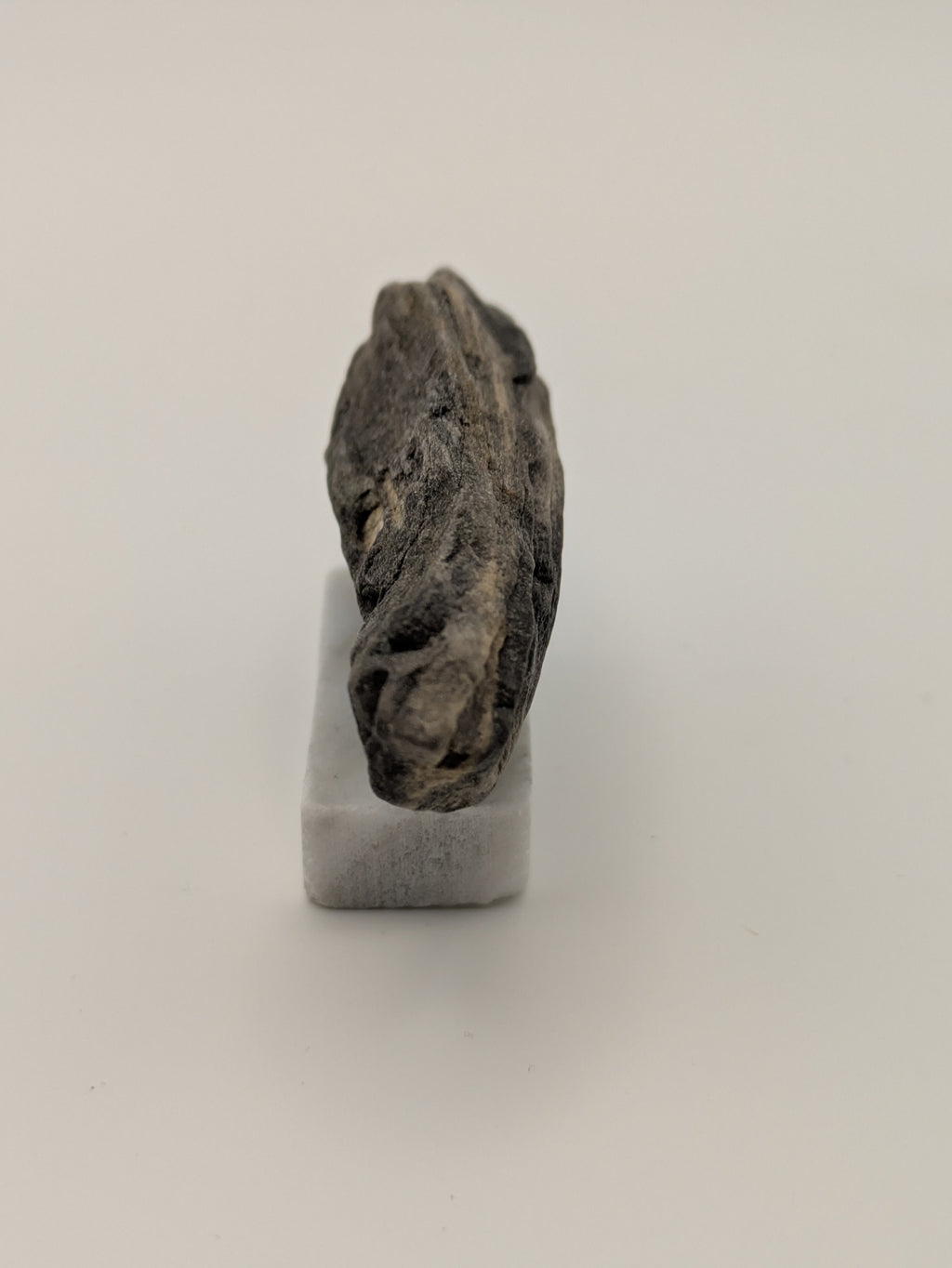 Small Petrified Wood Specimen (with stand)