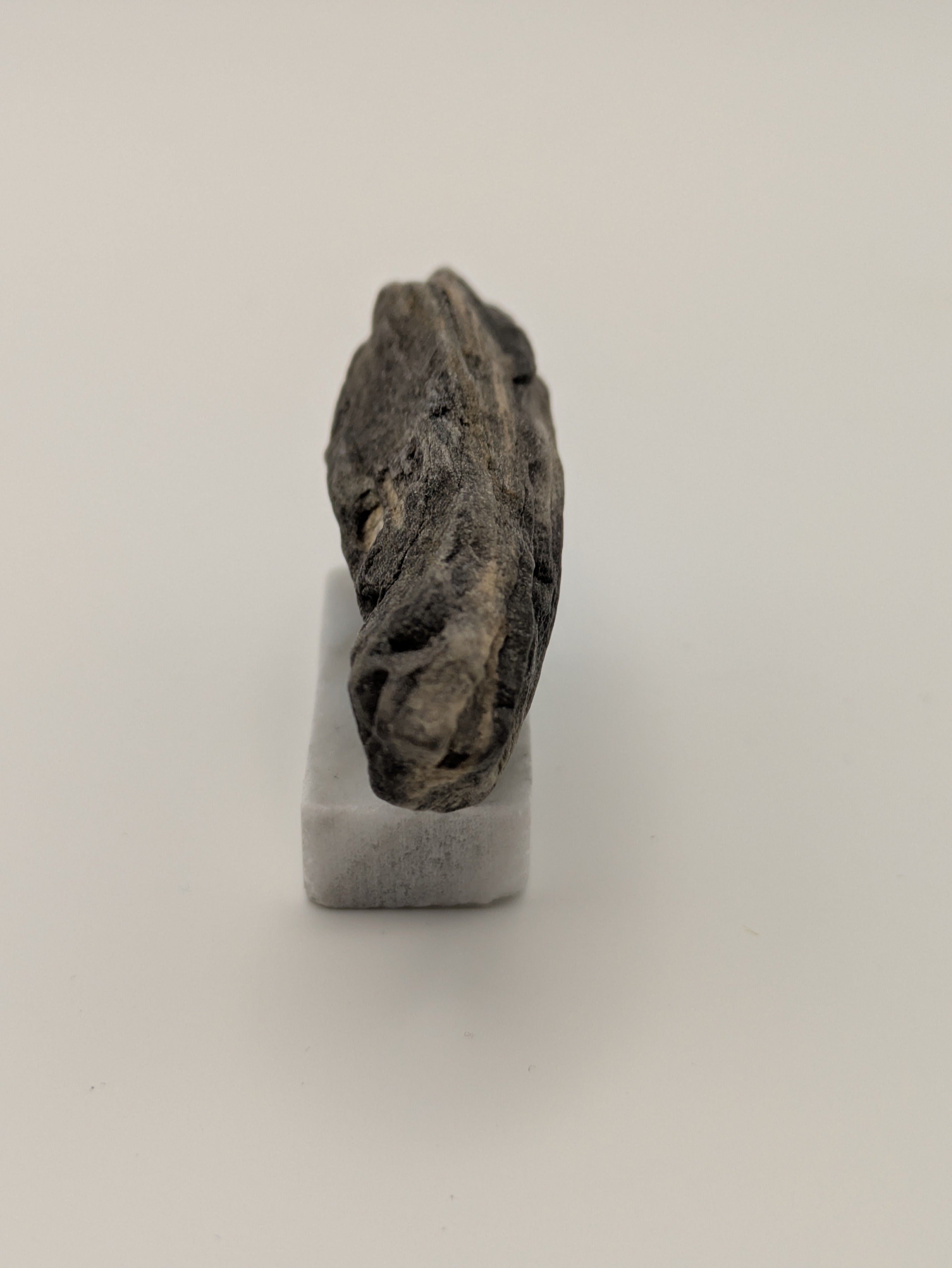 Small Petrified Wood Specimen (with stand)