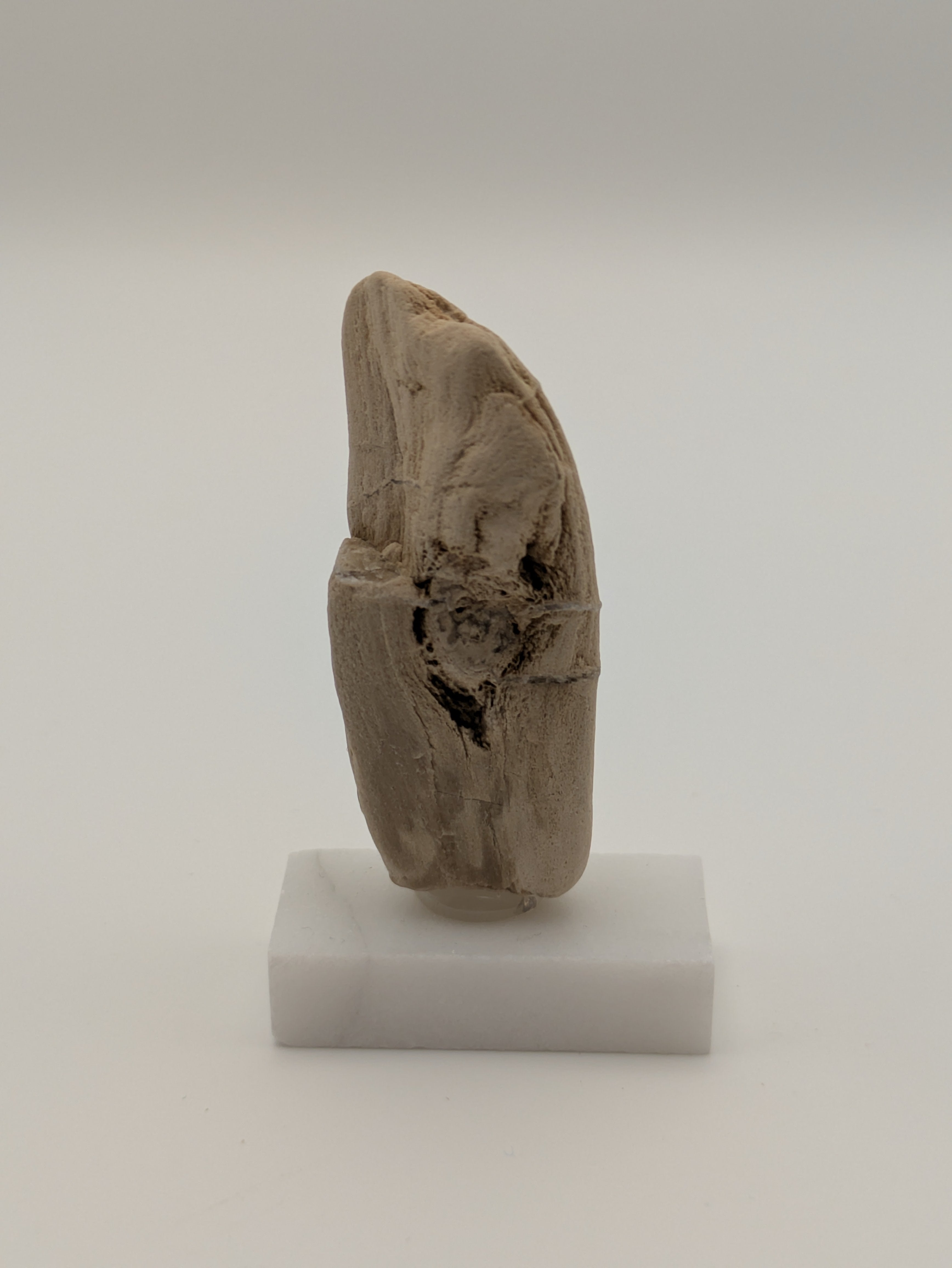 Small Petrified Wood Specimen (with stand)