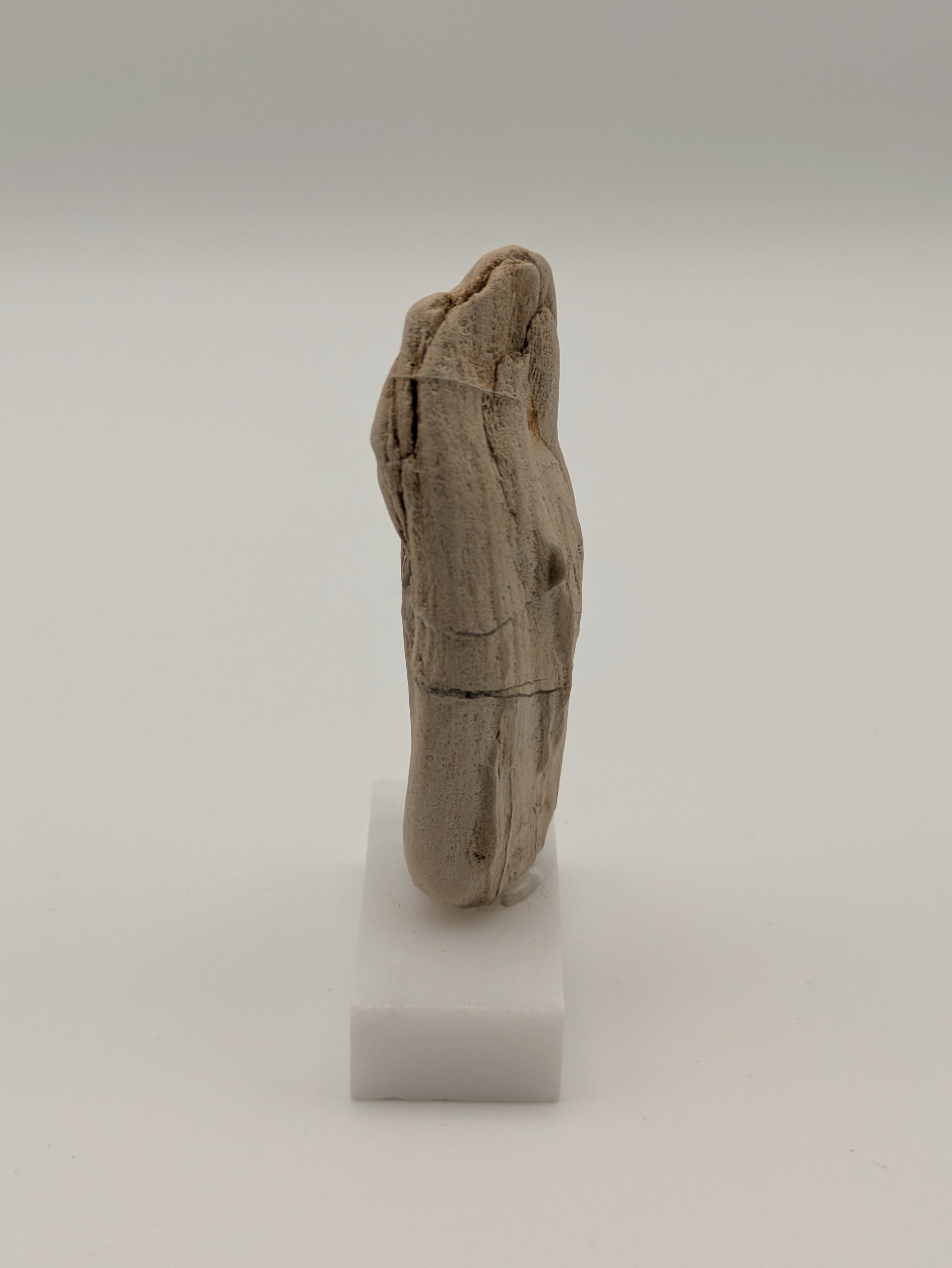 Small Petrified Wood Specimen (with stand)