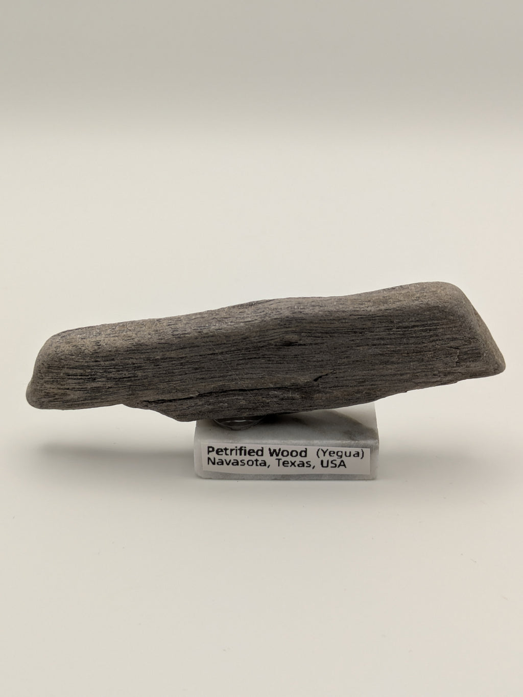 Small Petrified Wood Specimen (with stand)