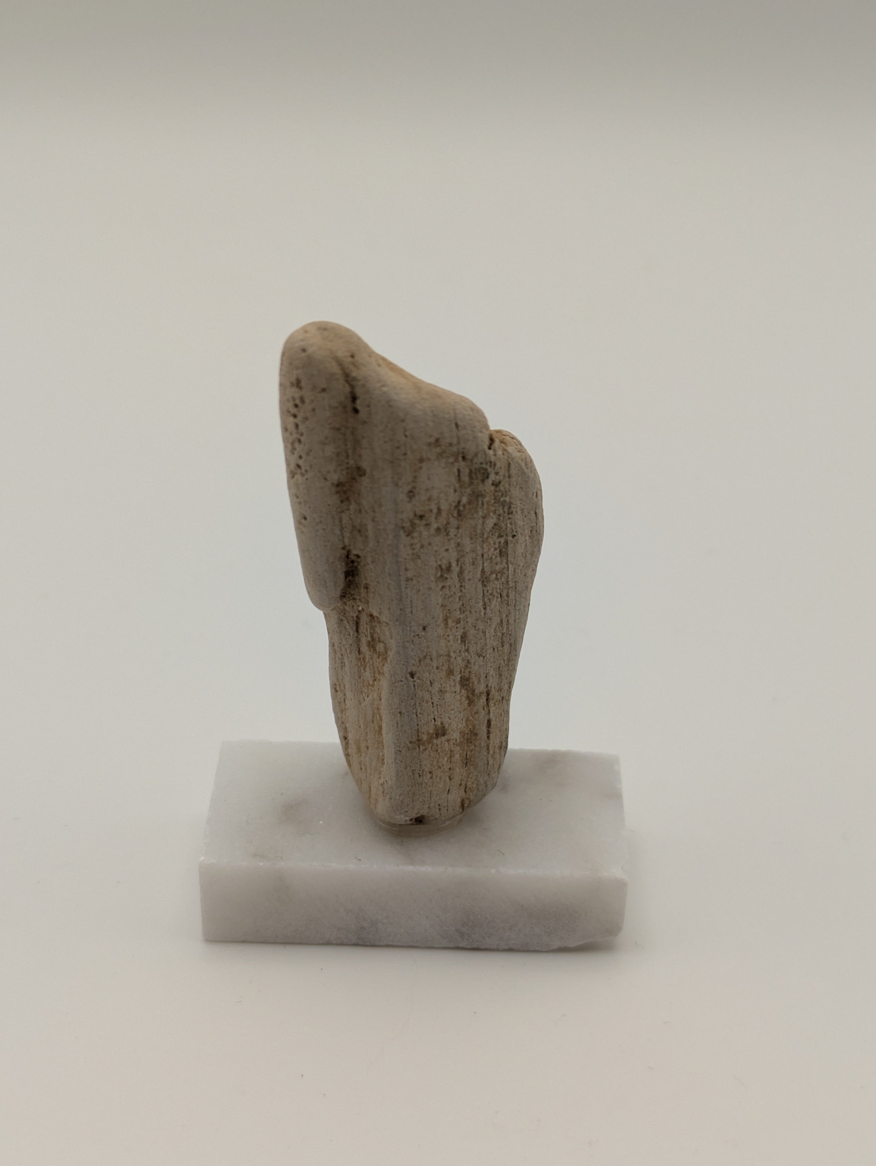 Small Petrified Wood Specimen (with stand)