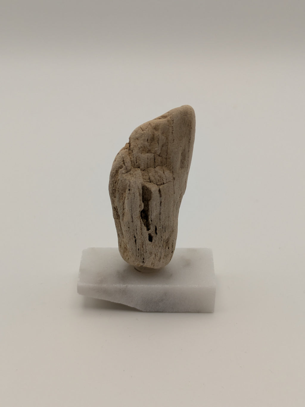 Small Petrified Wood Specimen (with stand)