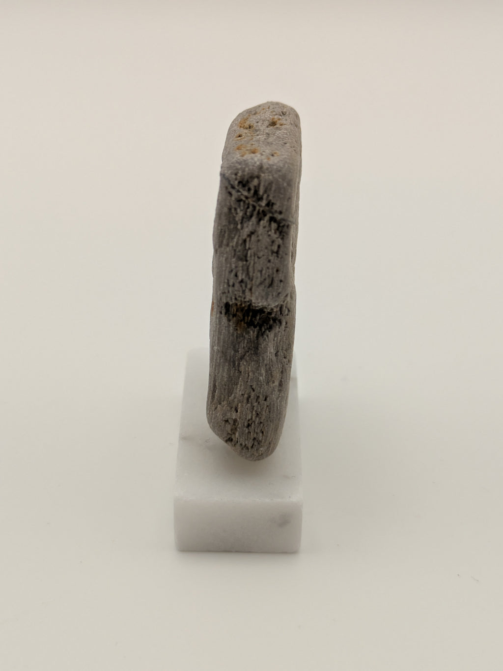 Small Petrified Wood Specimen (with stand)