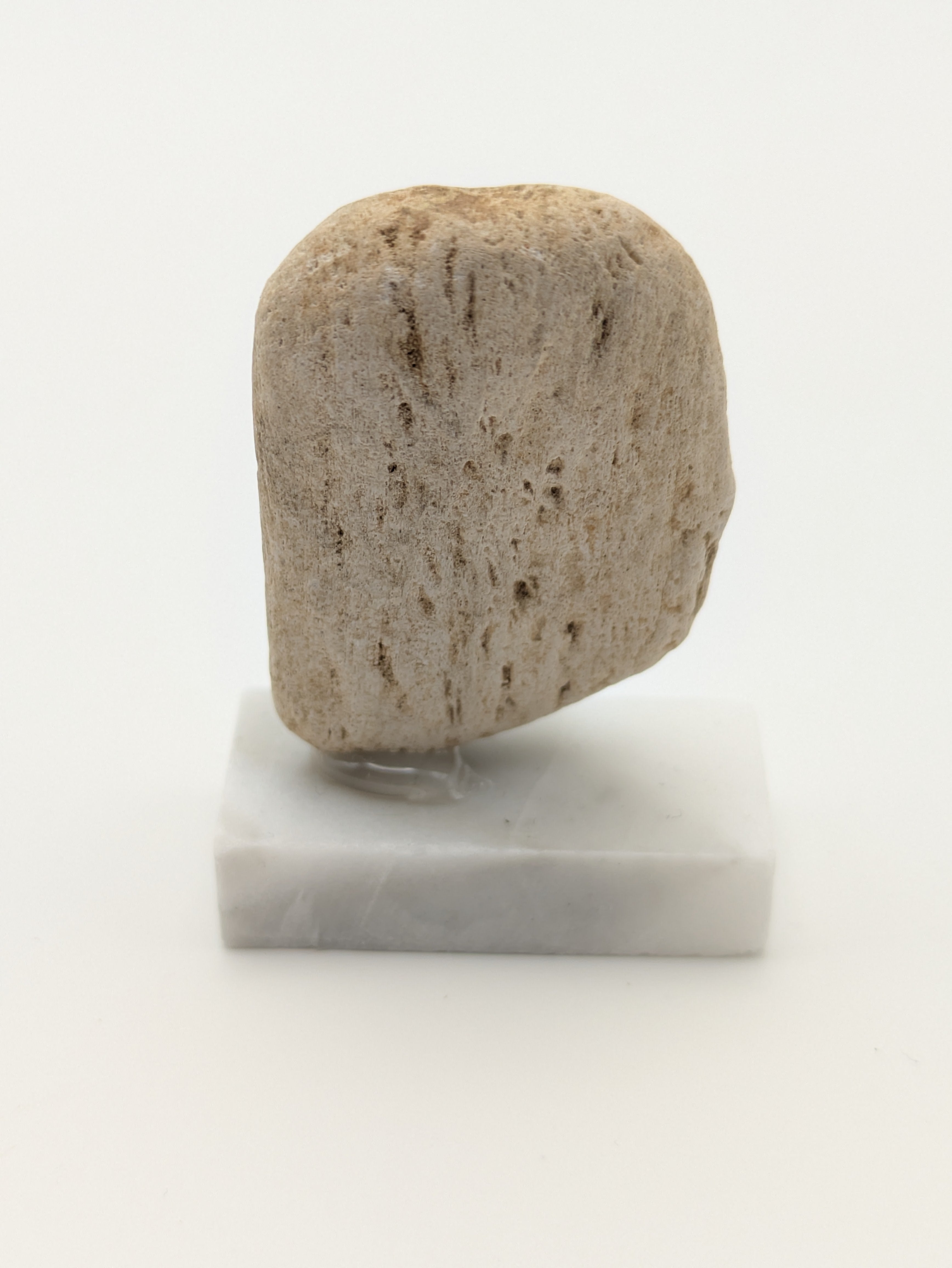 Small Petrified Wood Specimen (with stand)