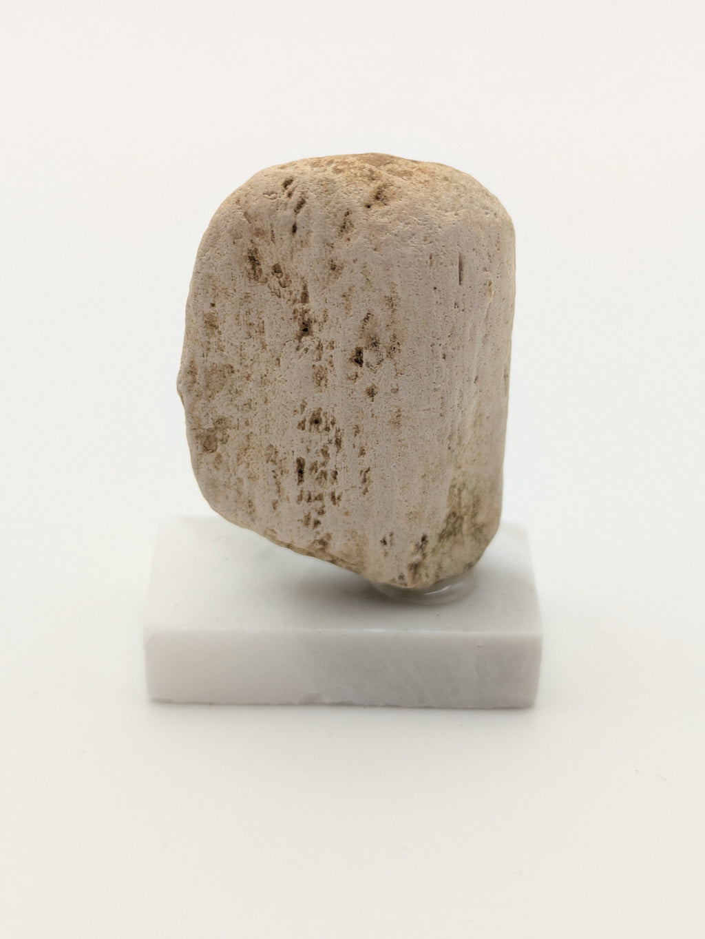 Small Petrified Wood Specimen (with stand)