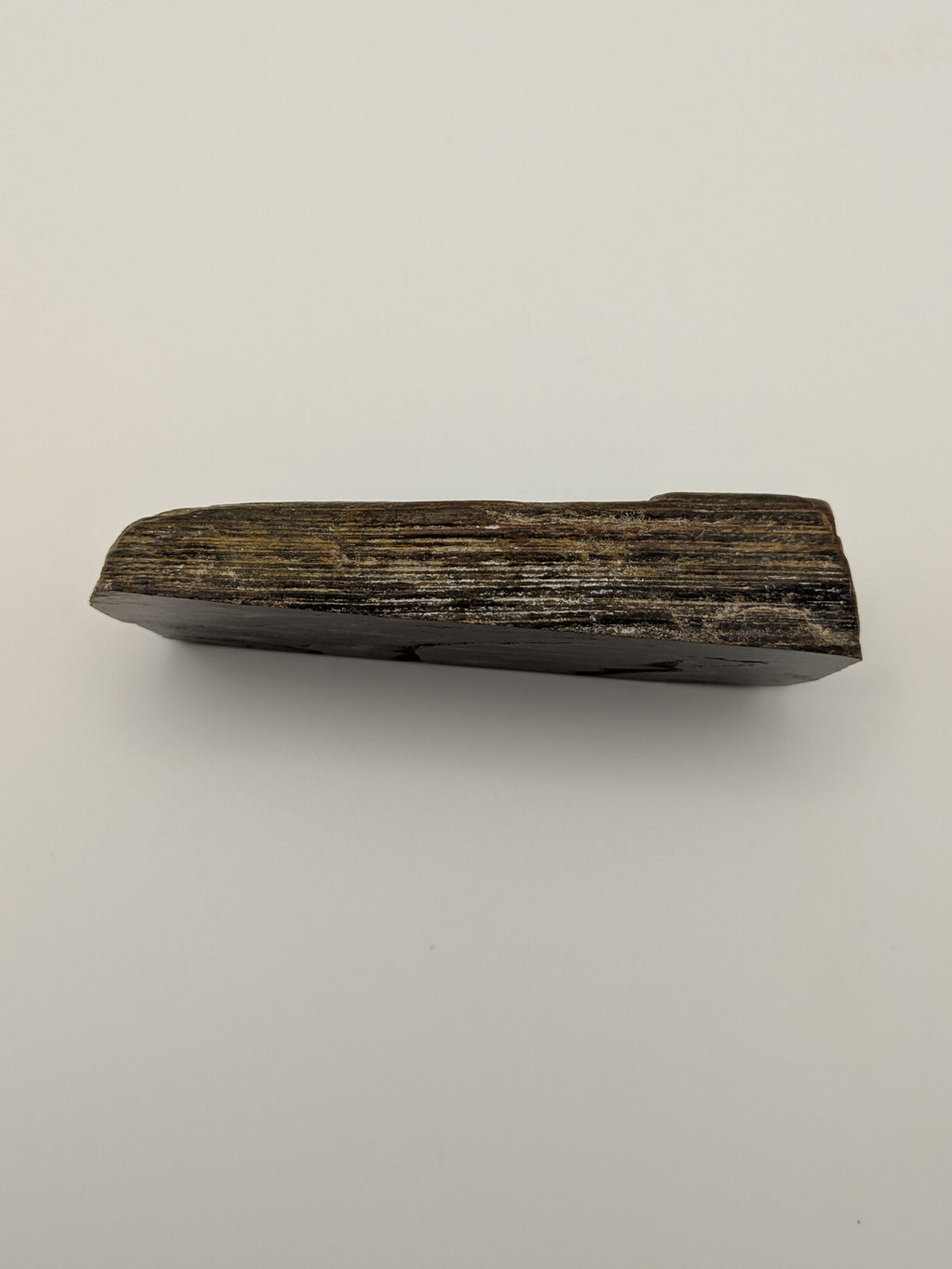 Petrified Wood Specimen, Polished