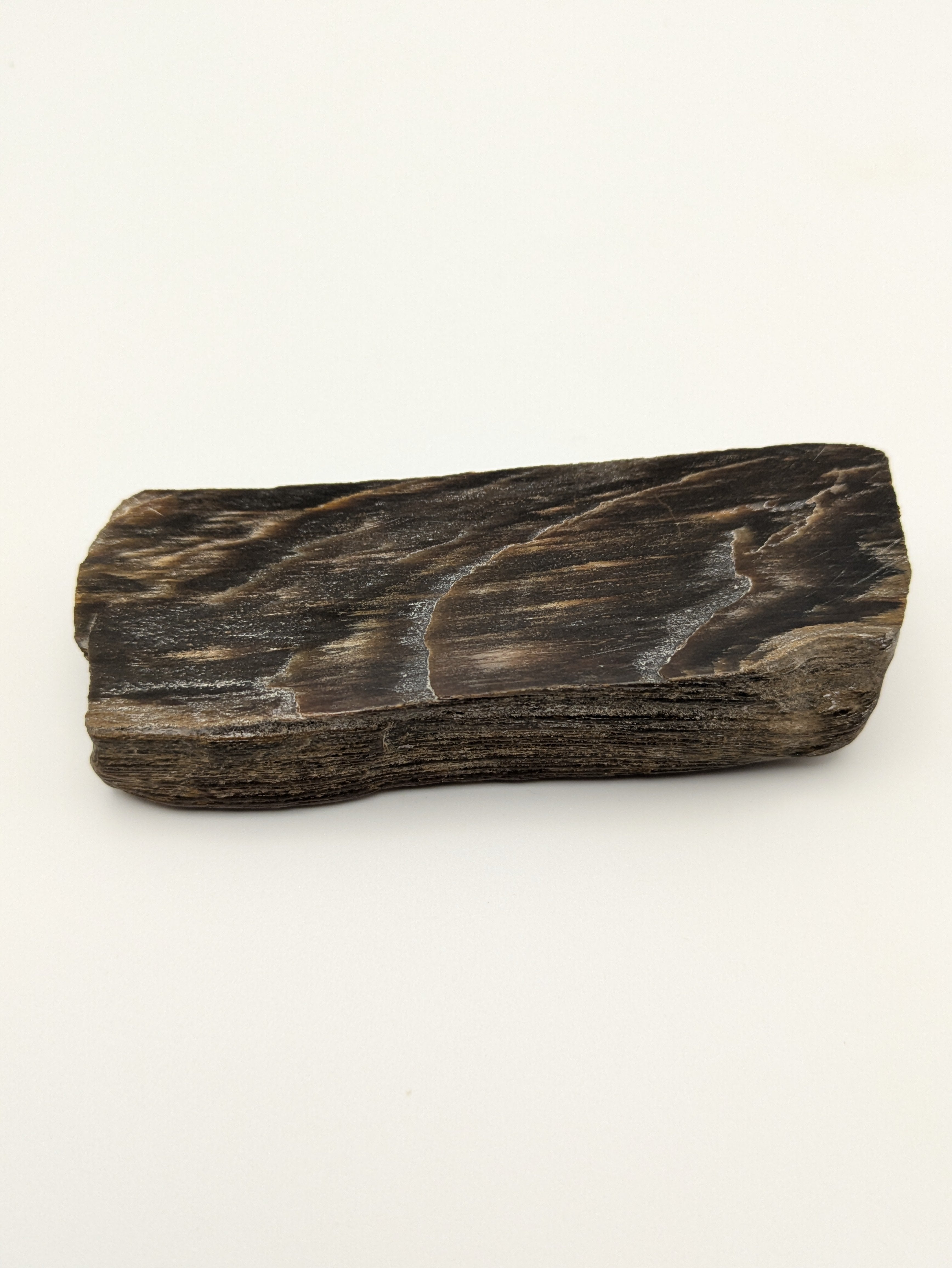 Petrified Wood Specimen, Polished