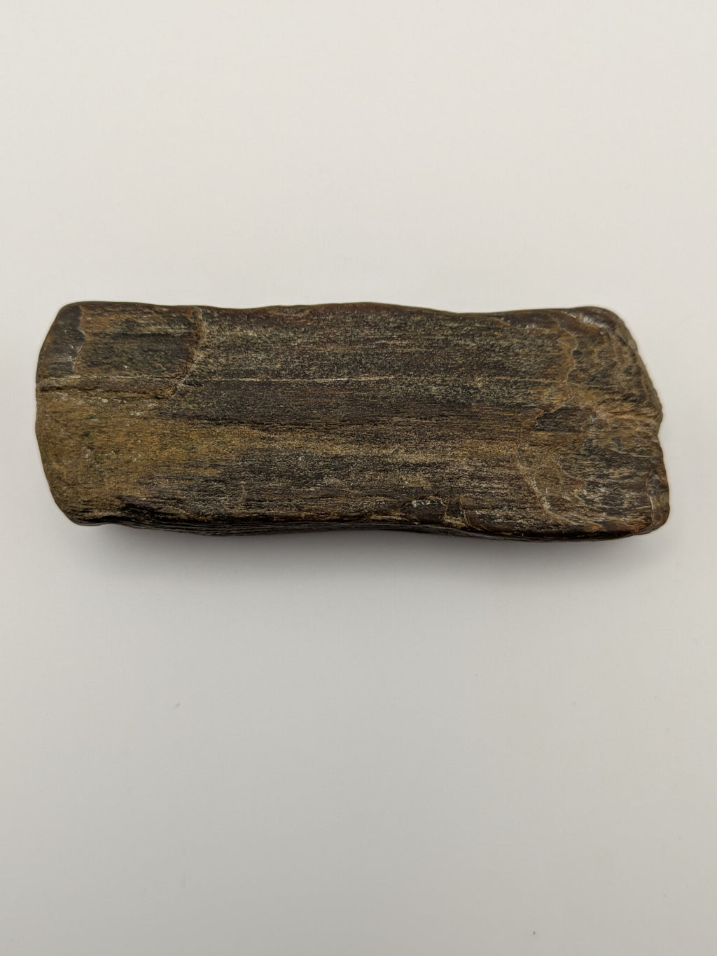 Petrified Wood Specimen, Polished
