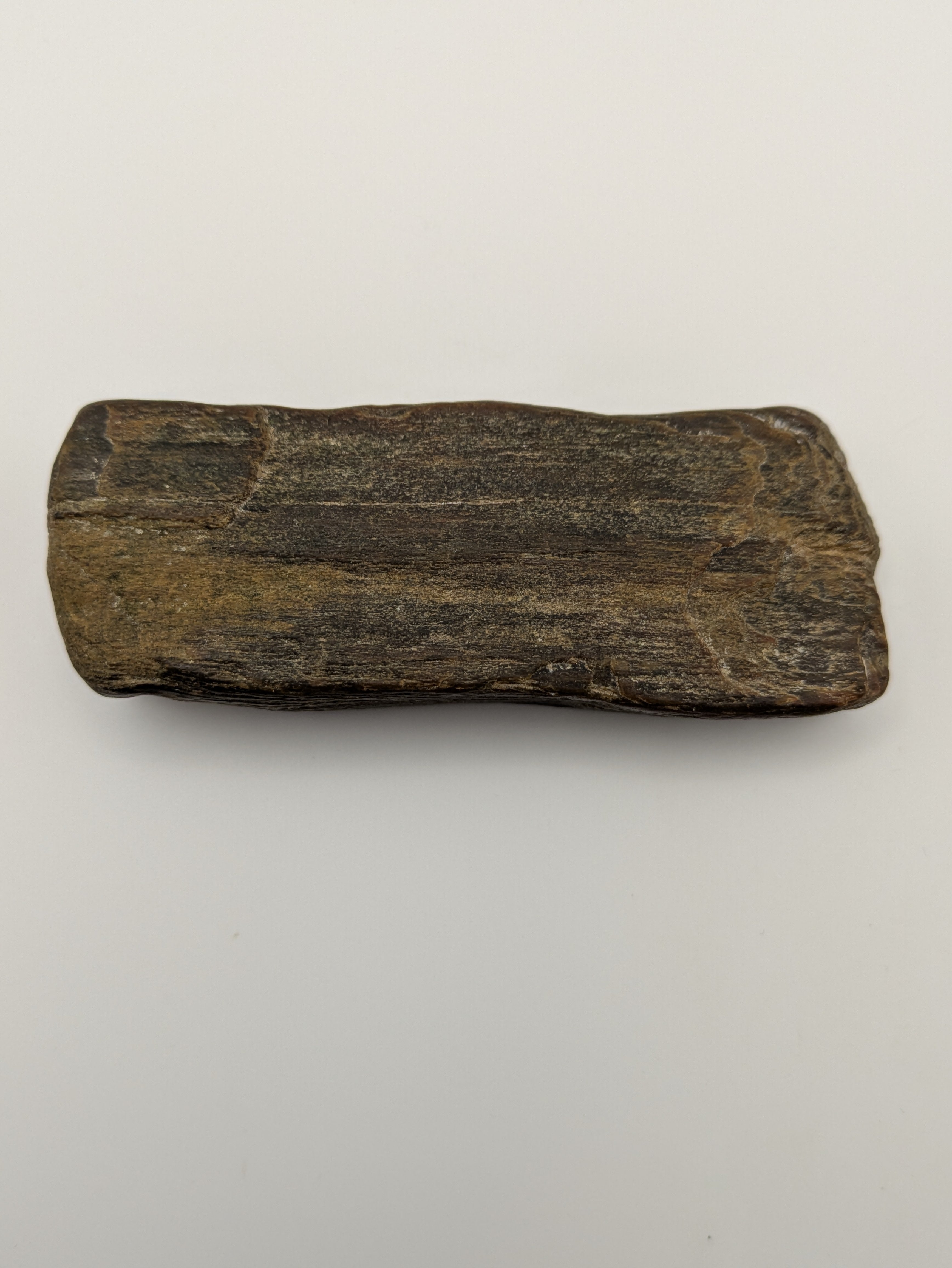 Petrified Wood Specimen, Polished