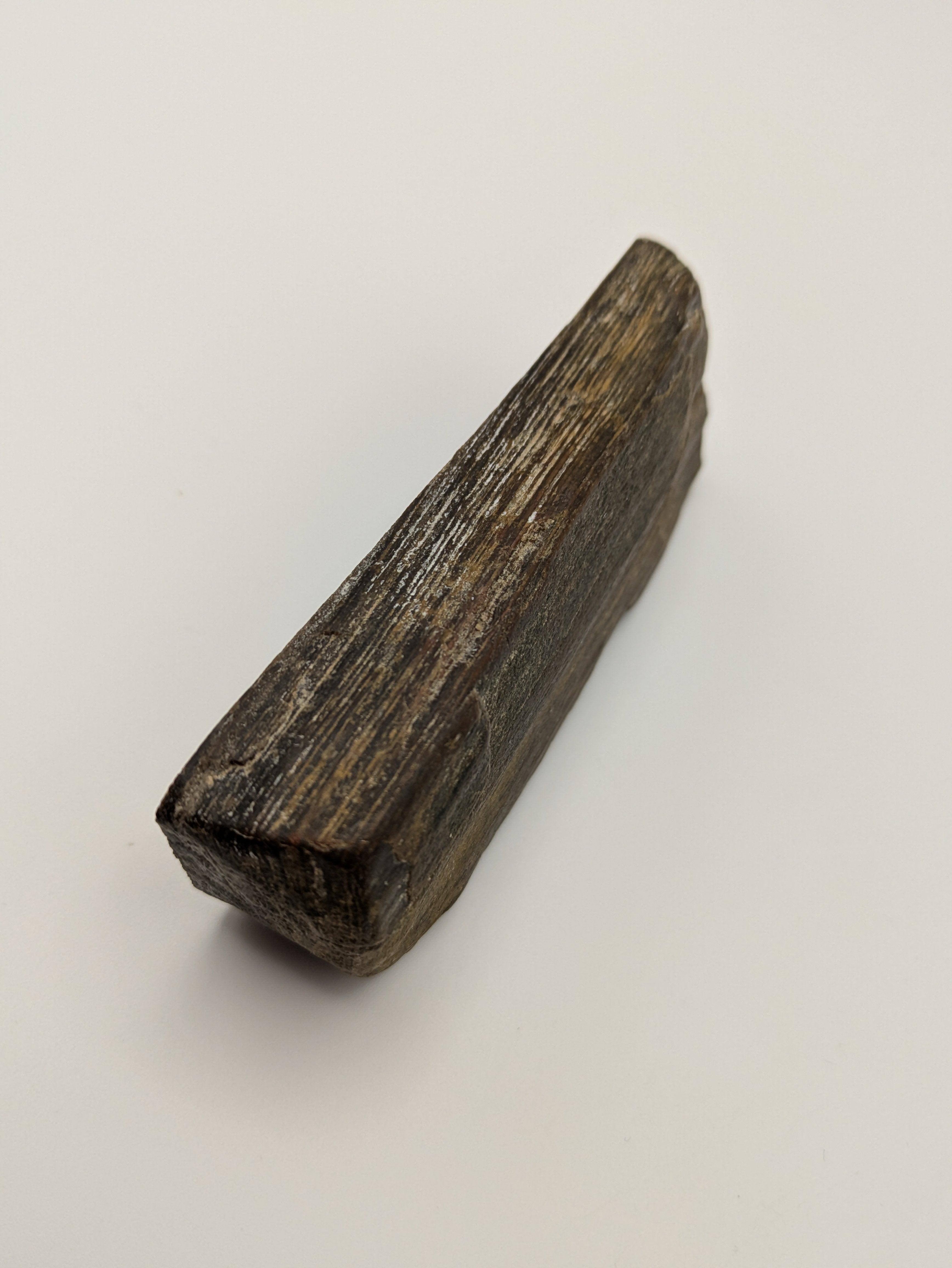 Petrified Wood Specimen, Polished