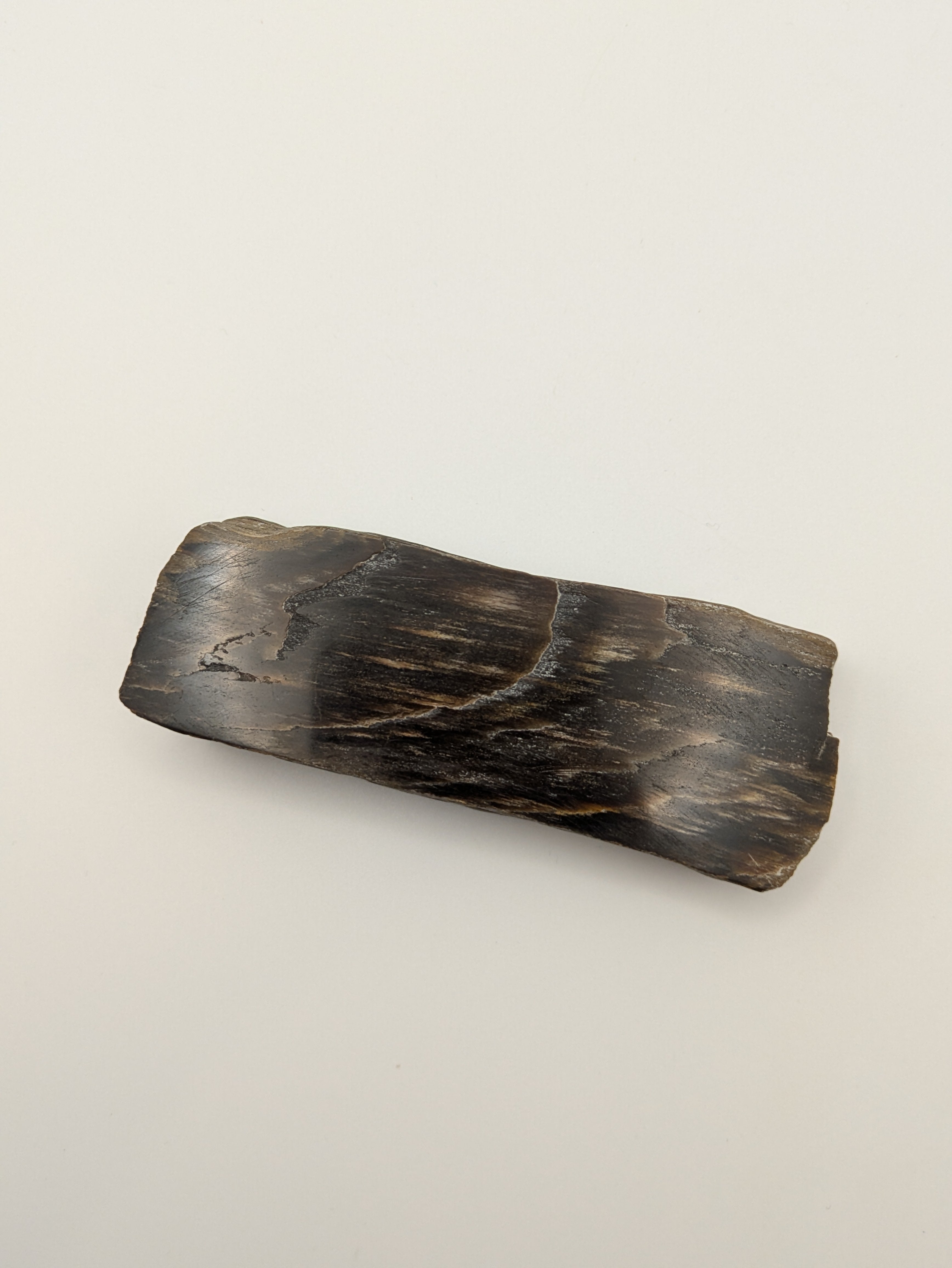 Petrified Wood Specimen, Polished