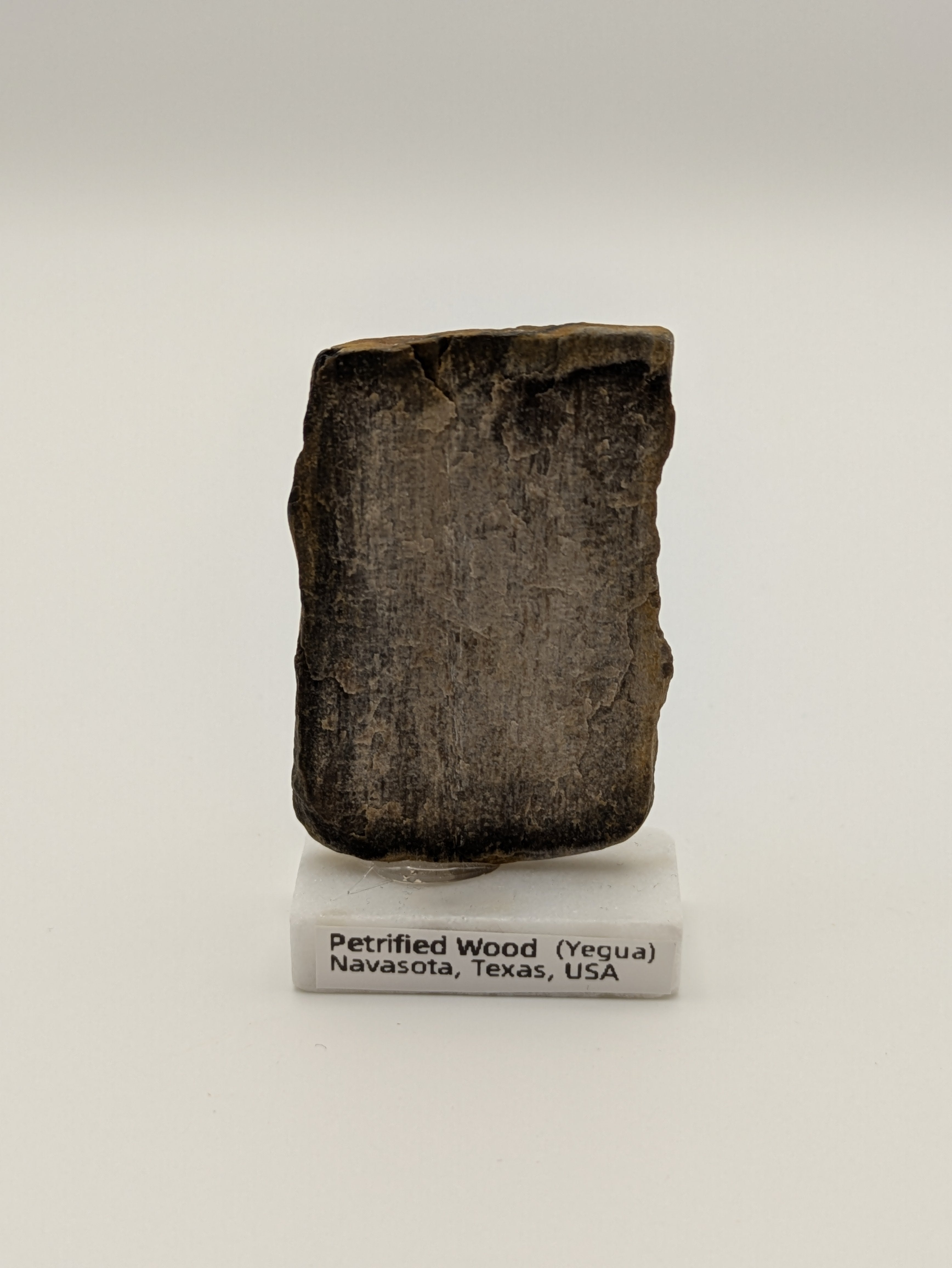 Small Petrified Wood Specimen (with stand)