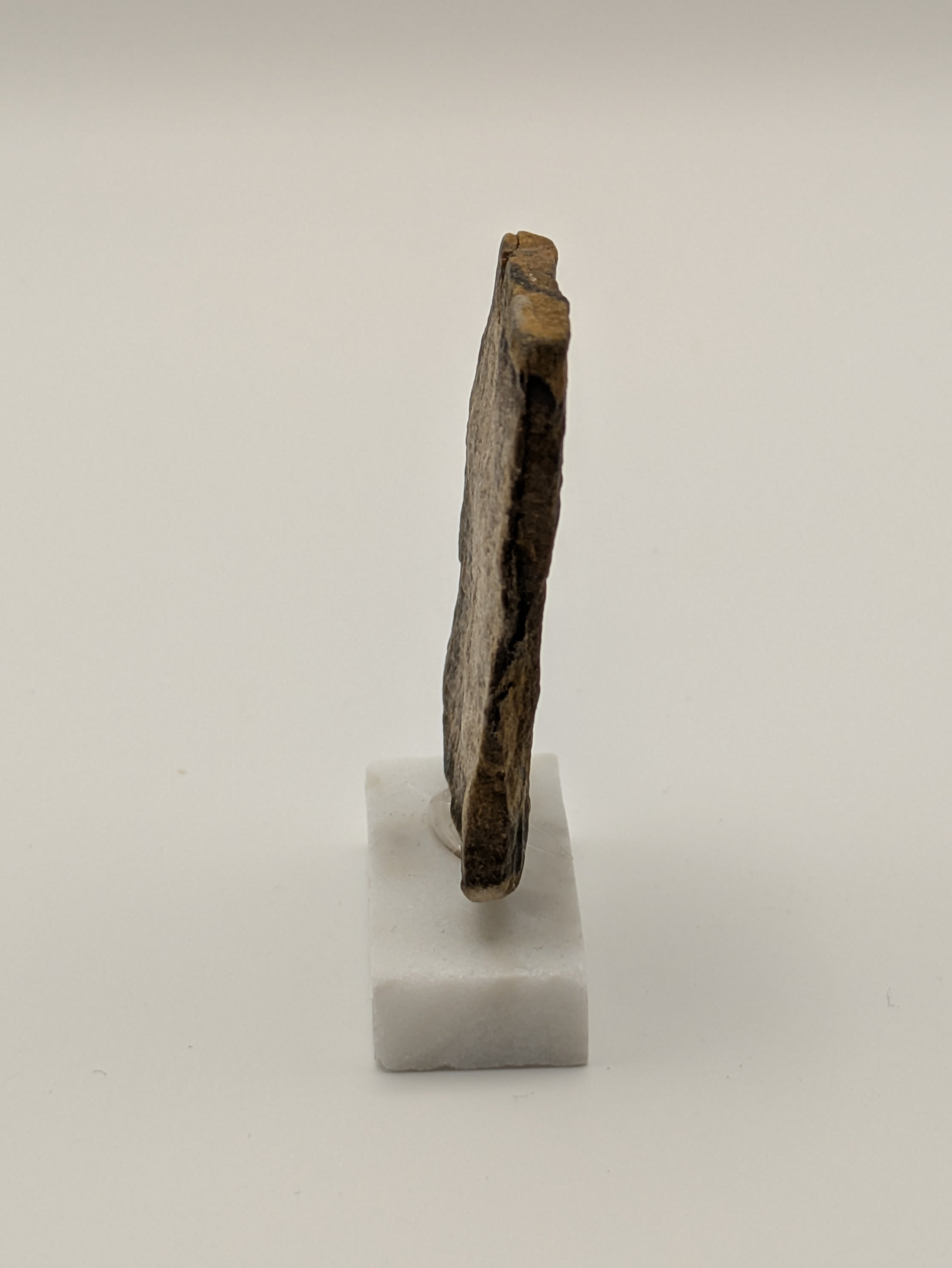 Small Petrified Wood Specimen (with stand)