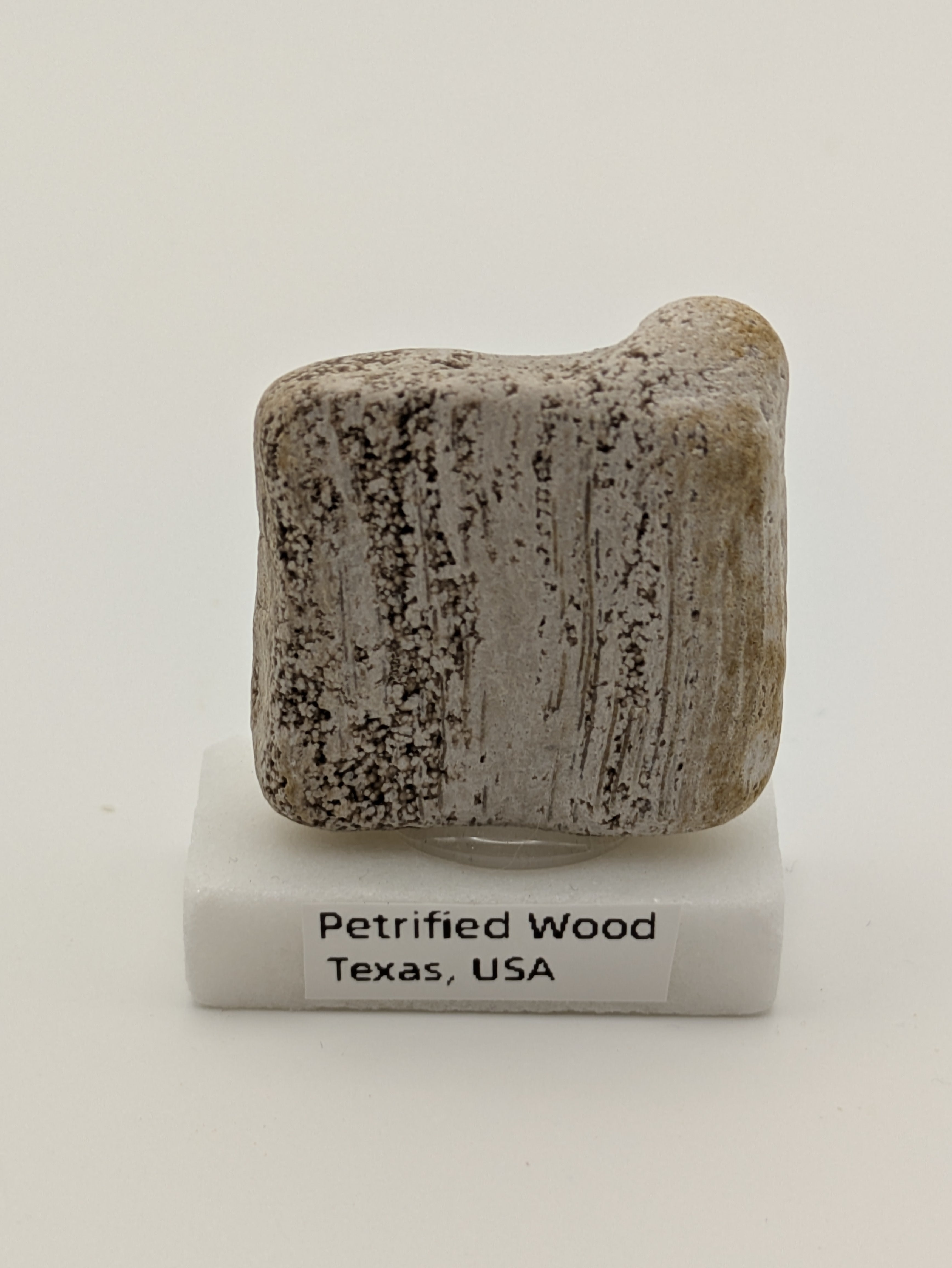 Small Petrified Wood Specimen (with stand)