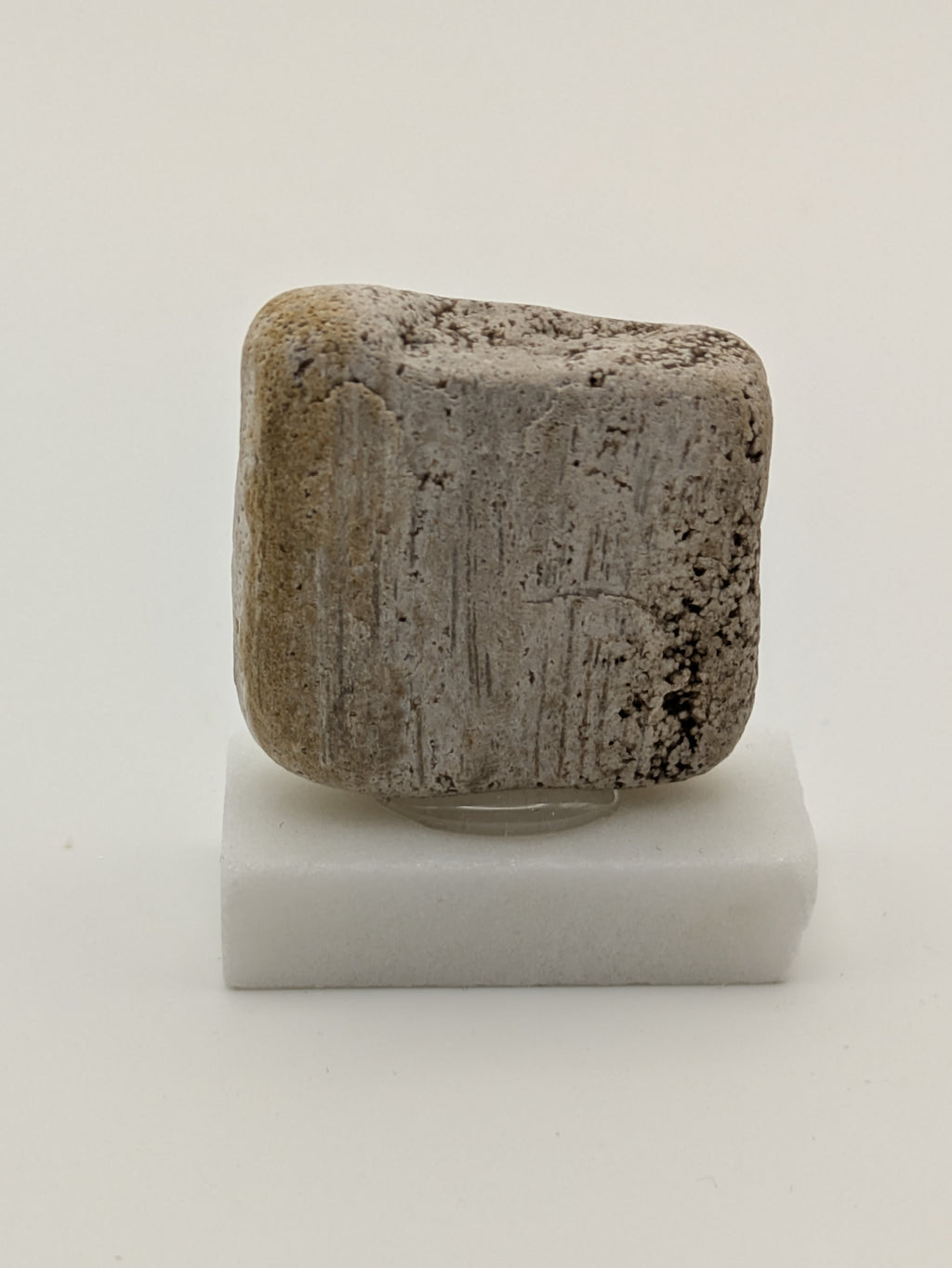 Small Petrified Wood Specimen (with stand)