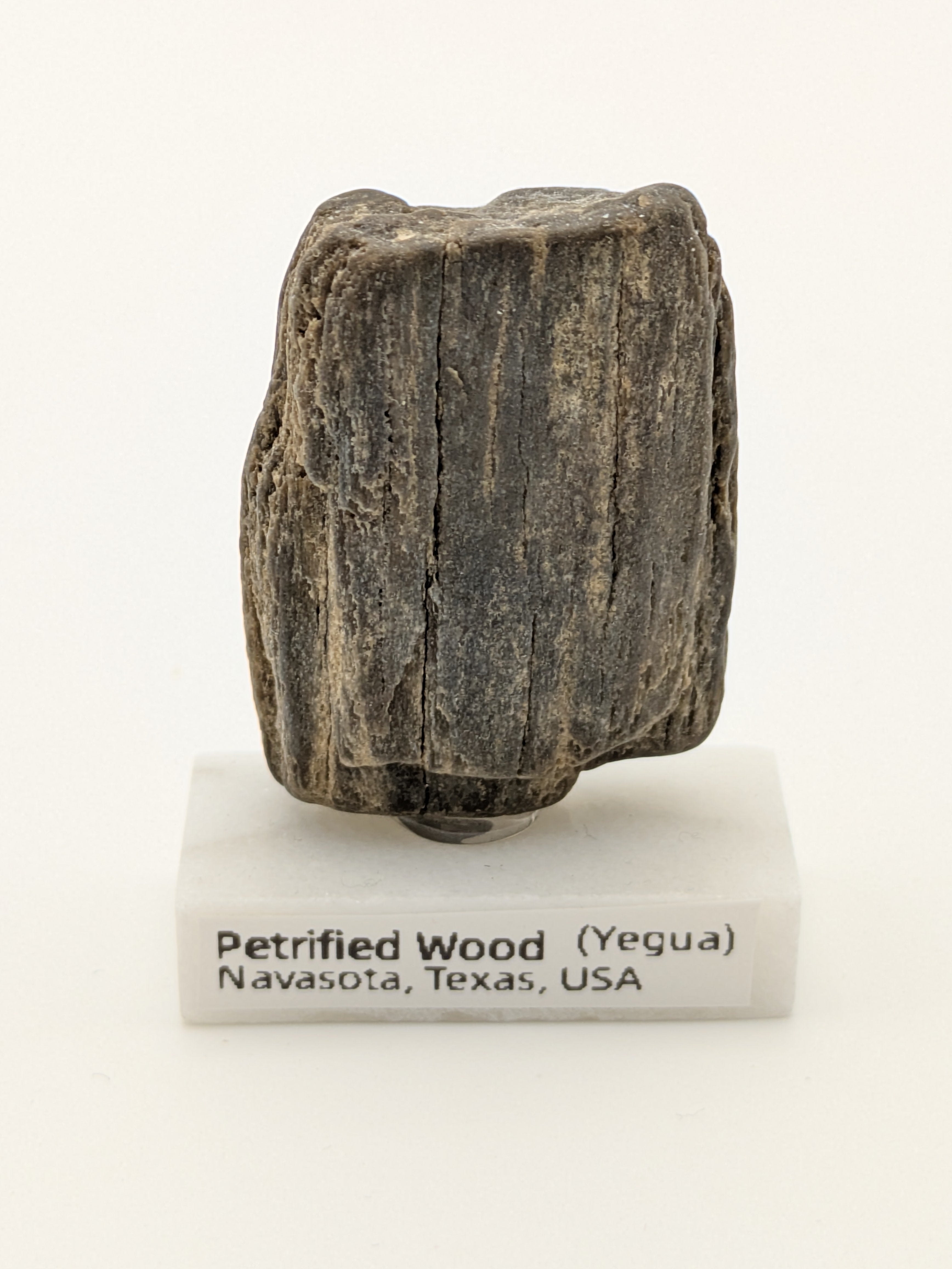 Small Petrified Wood Specimen (with stand)