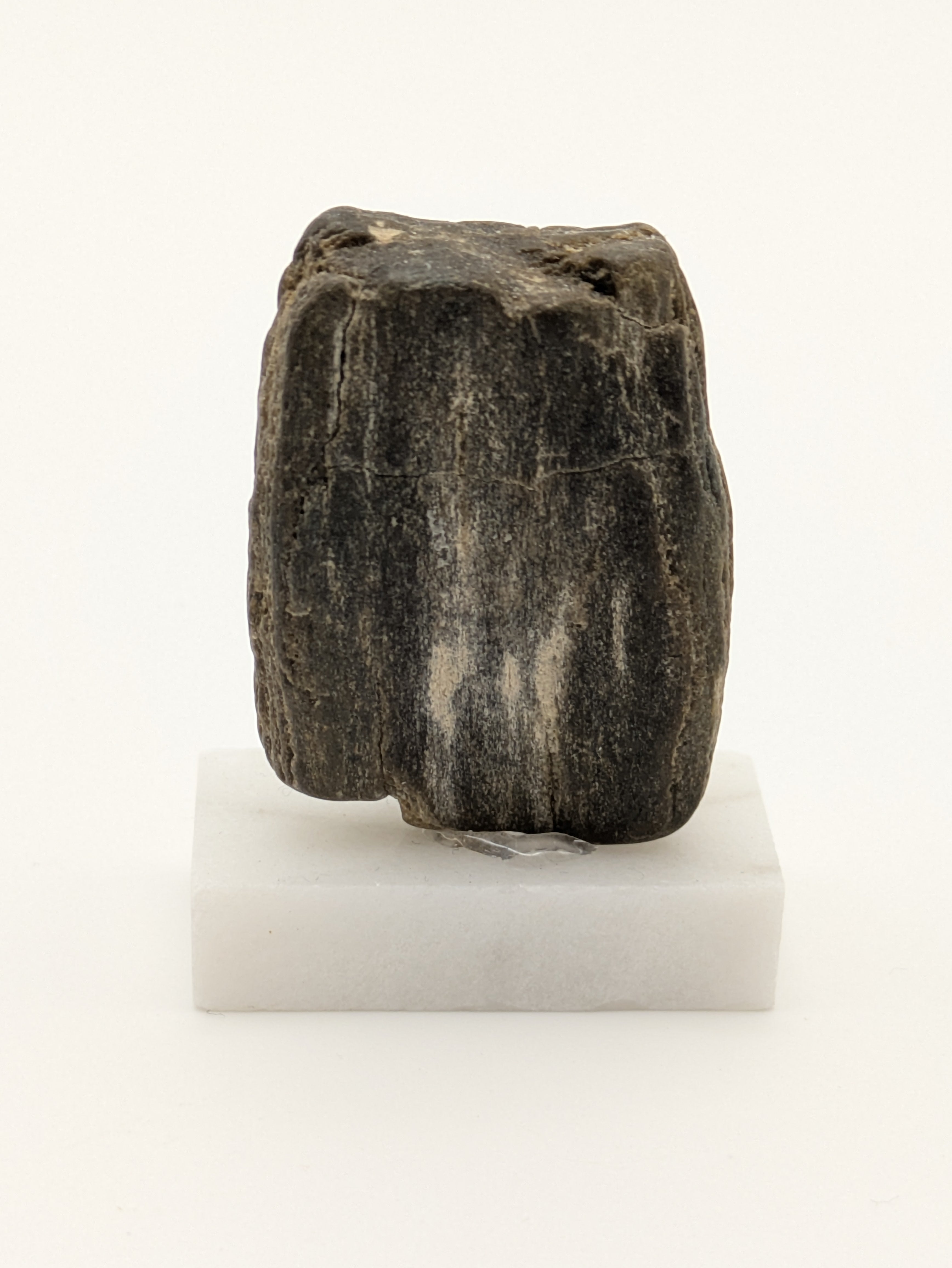 Small Petrified Wood Specimen (with stand)