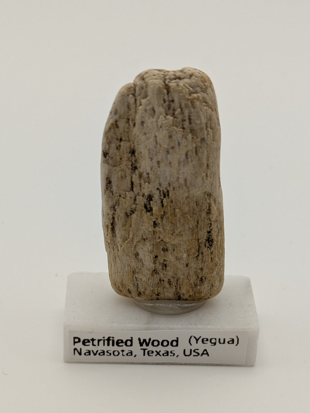 Small Petrified Wood Specimen (with stand)