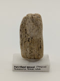 Small Petrified Wood Specimen (with stand)