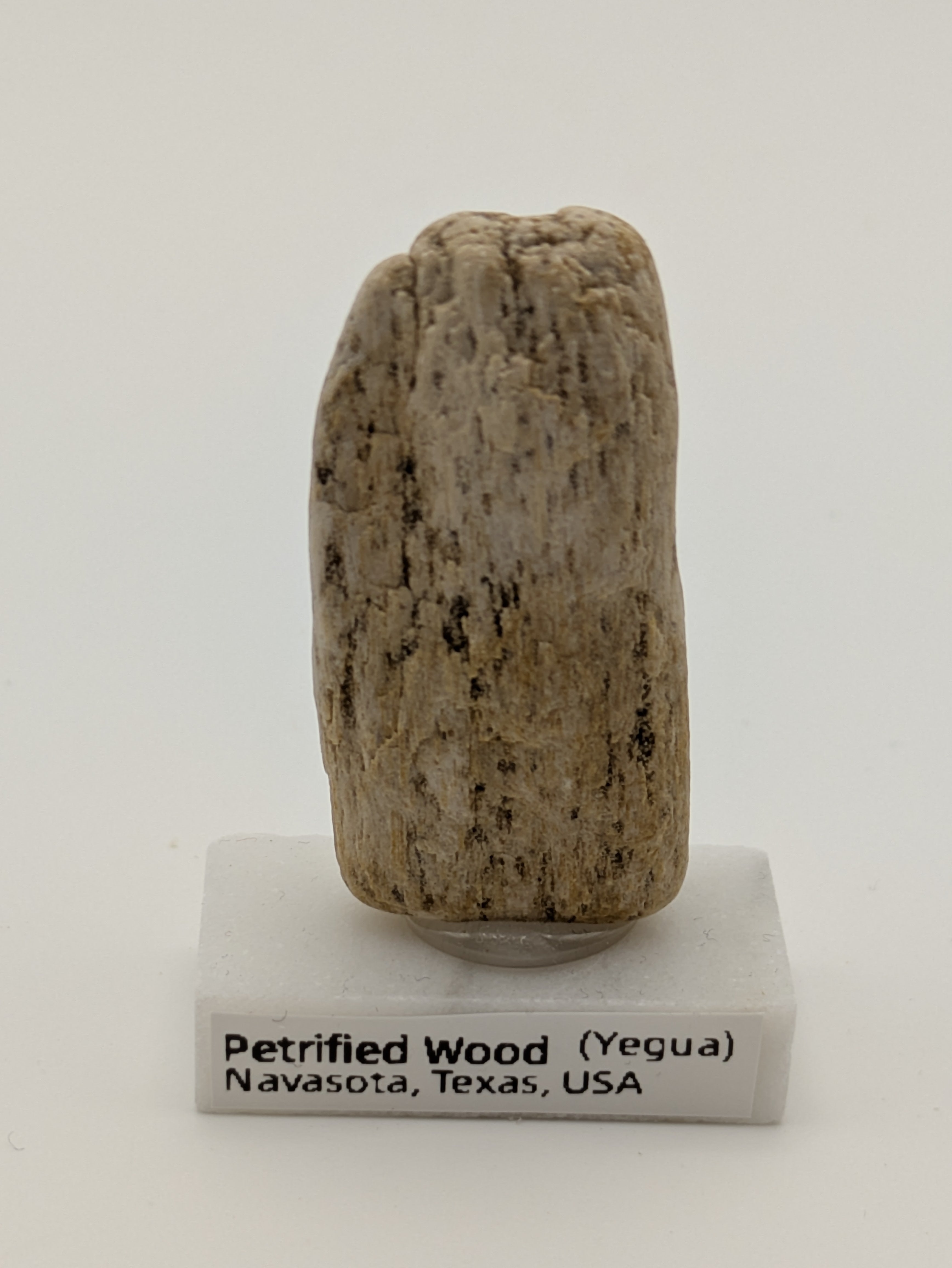 Small Petrified Wood Specimen (with stand)