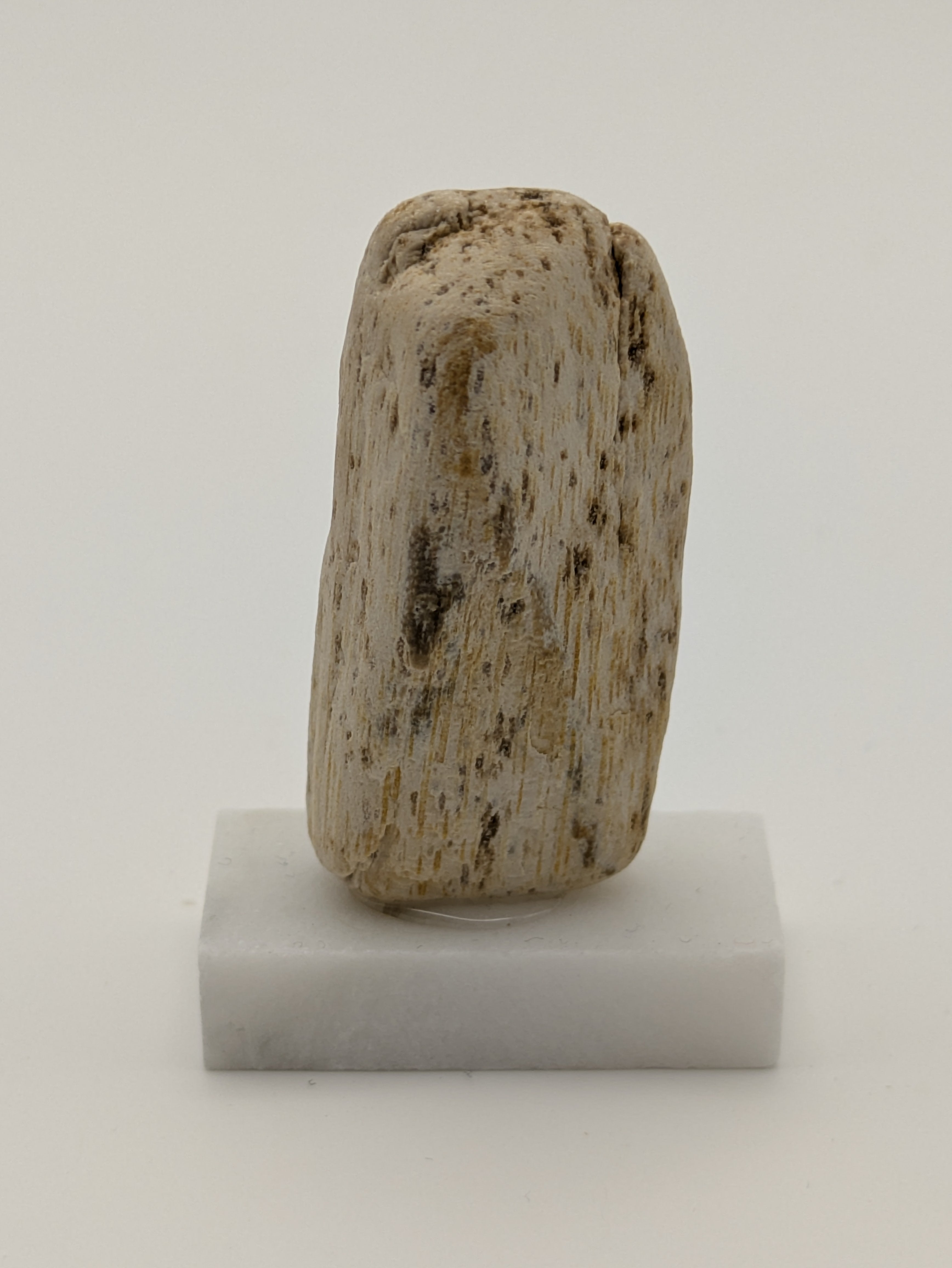 Small Petrified Wood Specimen (with stand)