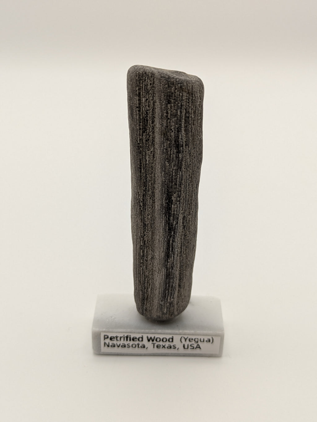 Small Petrified Wood Specimen (with stand)