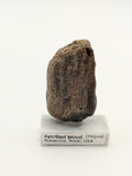 Small Petrified Wood Specimen (with stand)