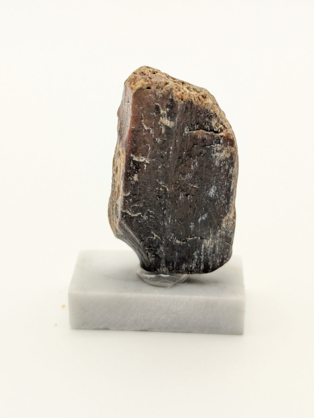 Small Petrified Wood Specimen (with stand)