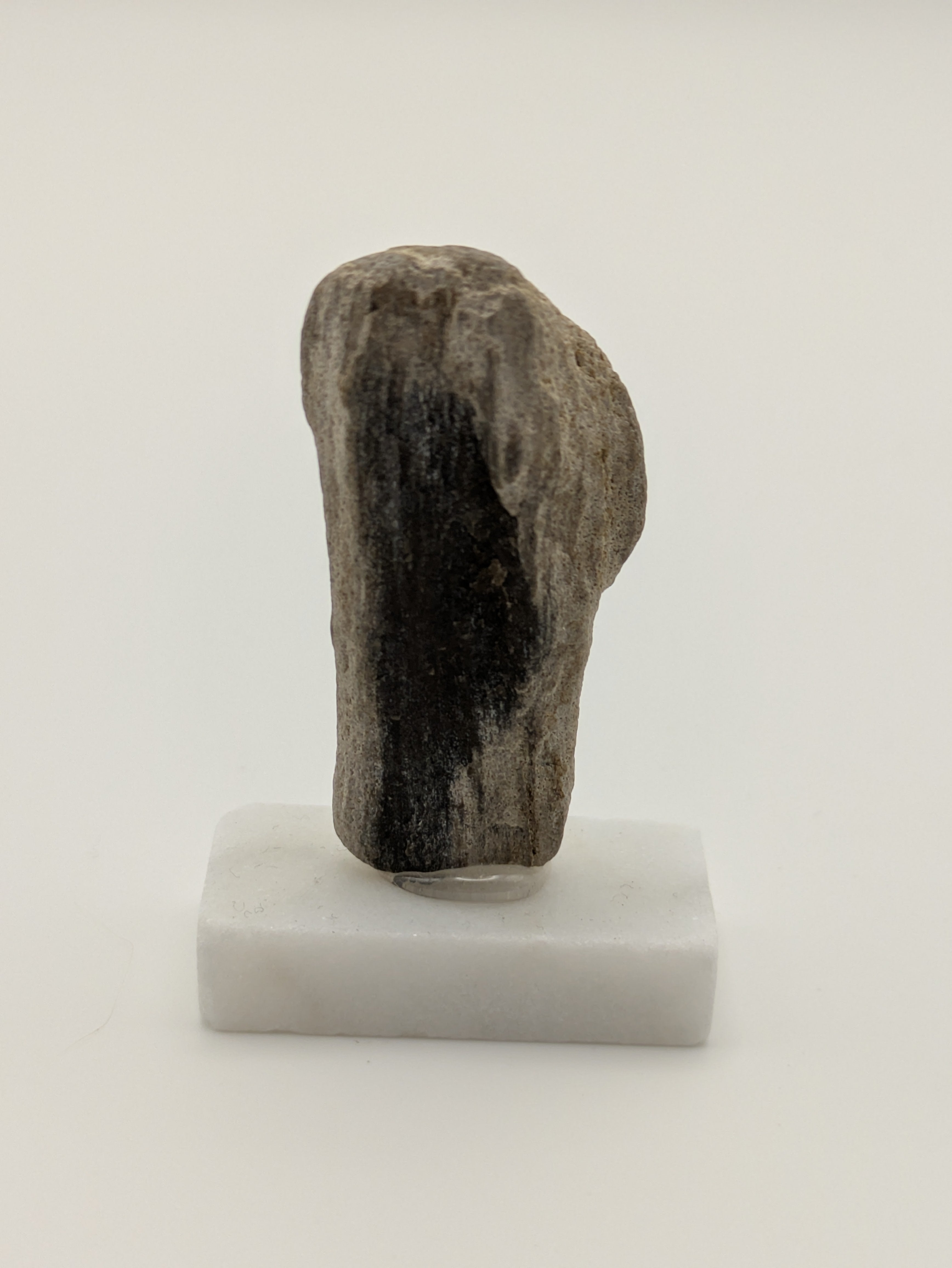 Small Petrified Wood Specimen (with stand)