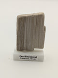 Small Petrified Wood Specimen (with stand)