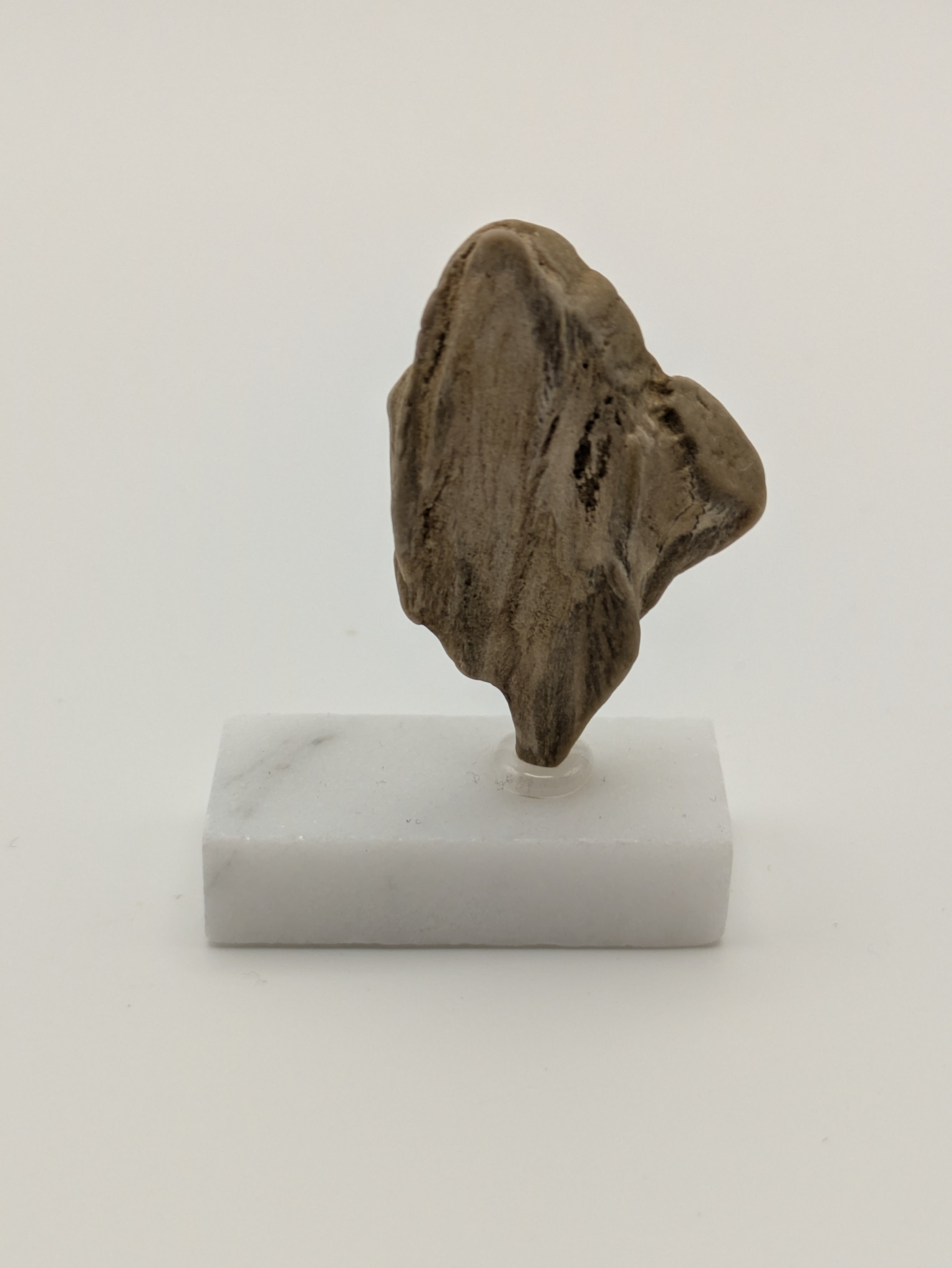 Small Petrified Wood Specimen (with stand)