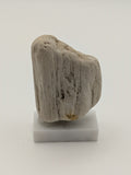 Small Petrified Wood Specimen (with stand)