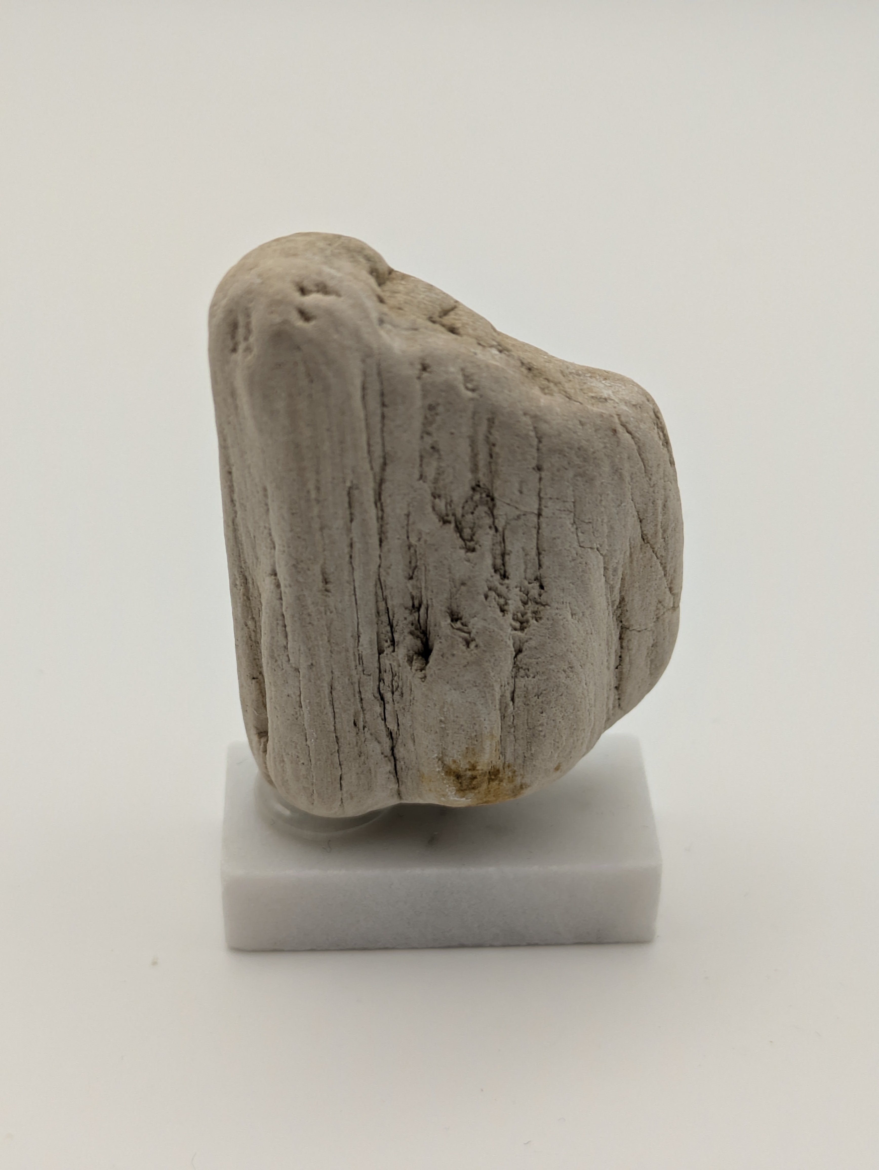 Small Petrified Wood Specimen (with stand)