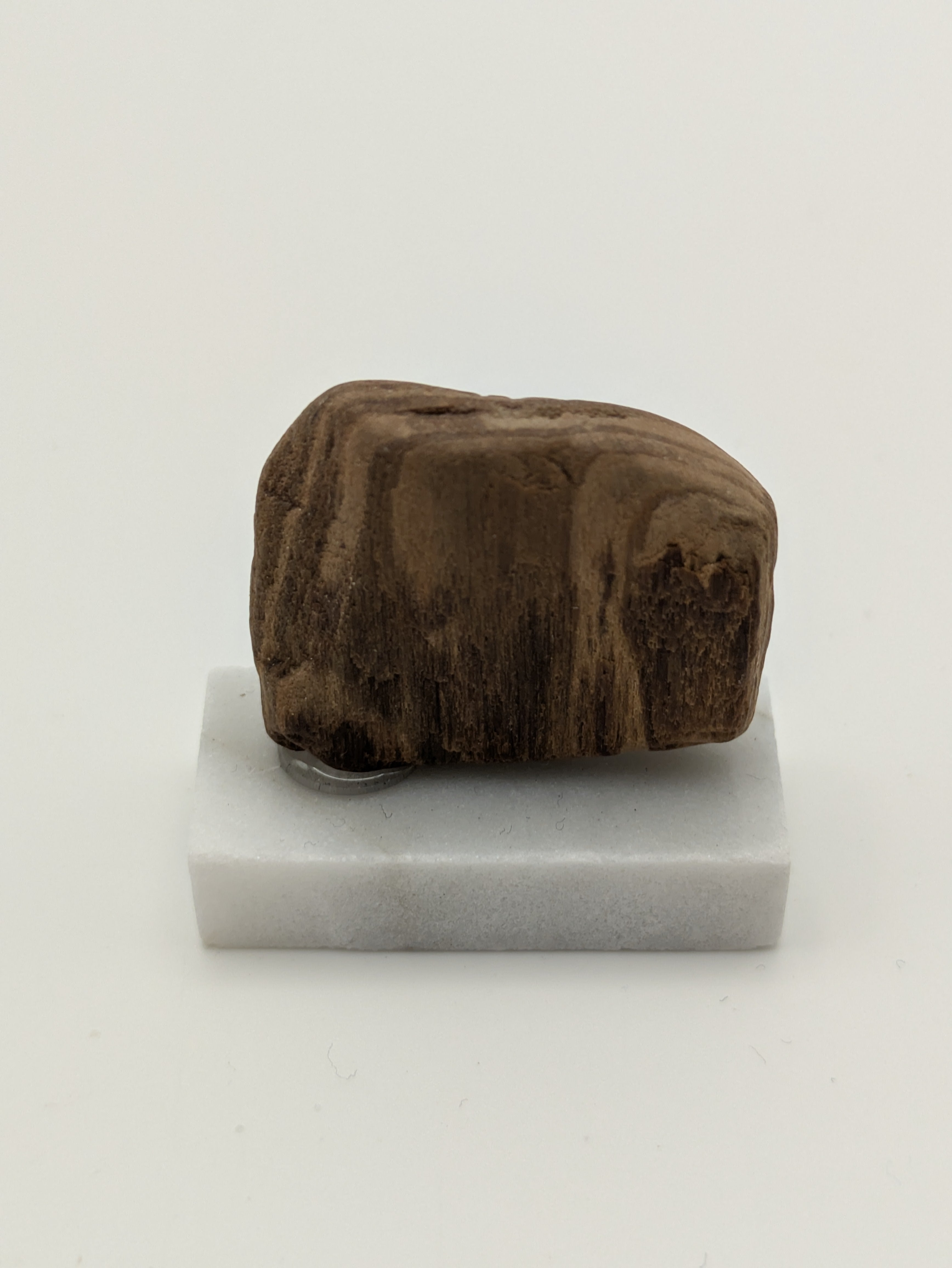 Small Petrified Wood Specimen (with stand)