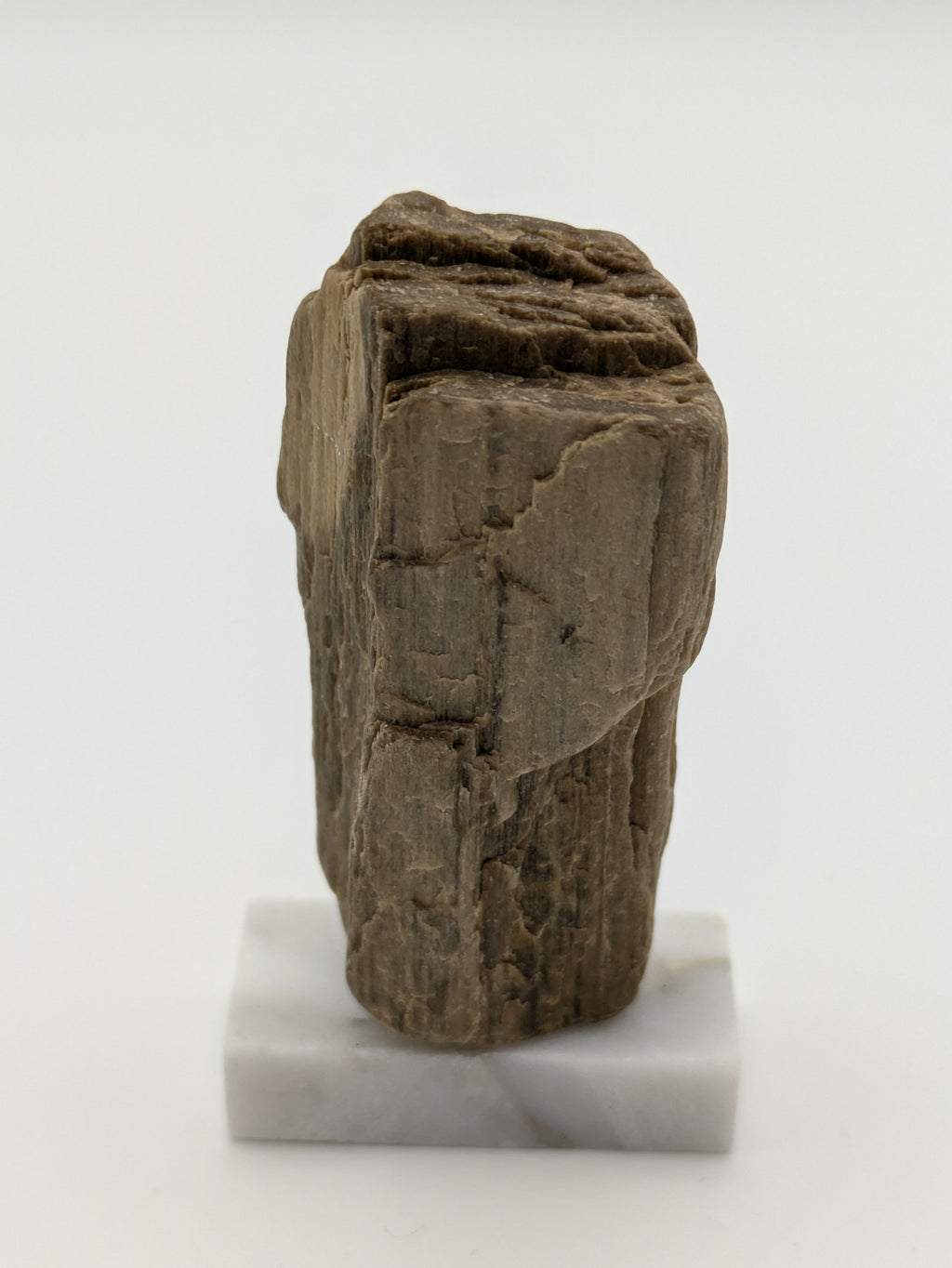 Small Petrified Wood Specimen (with stand)