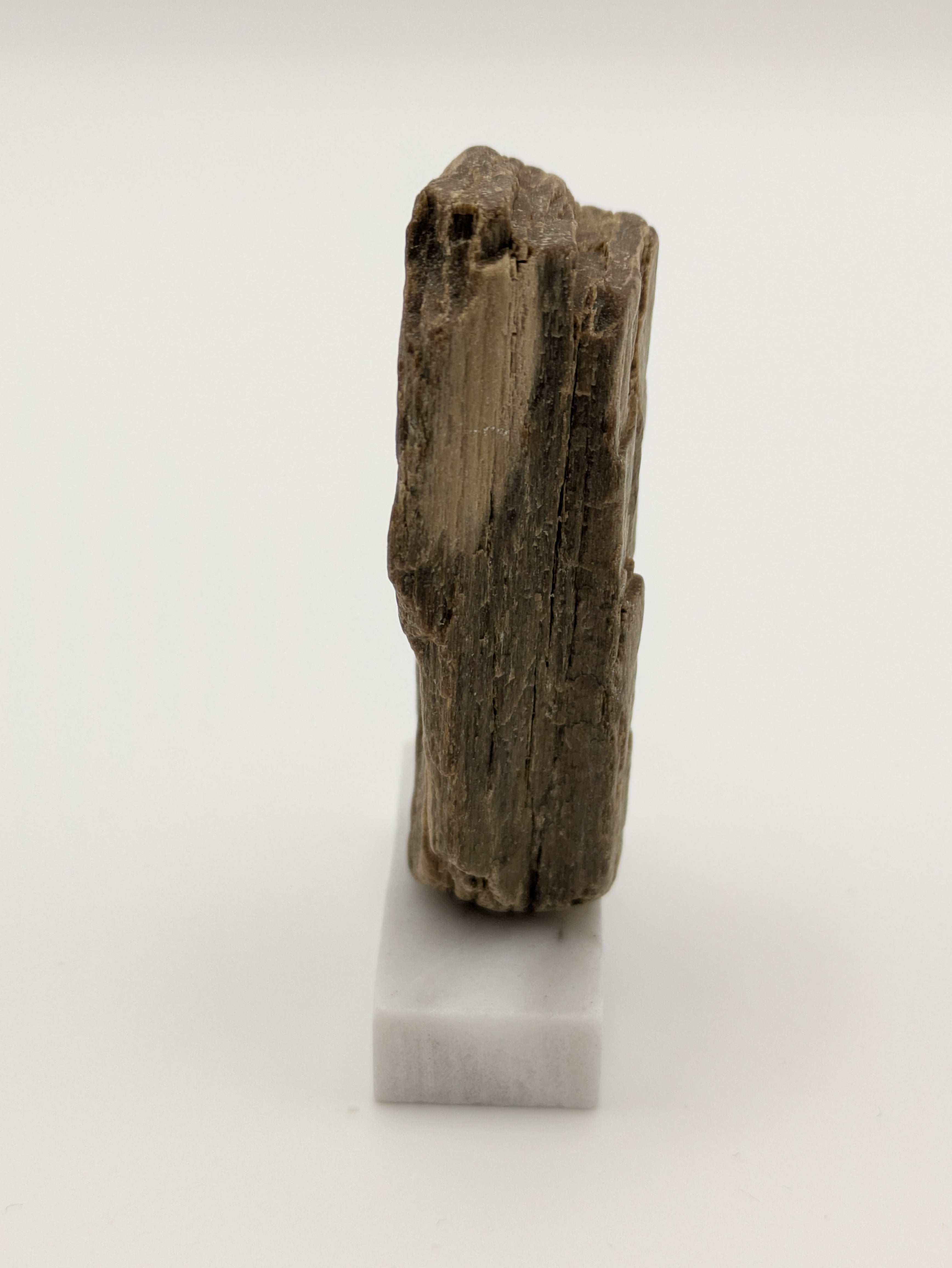 Small Petrified Wood Specimen (with stand)