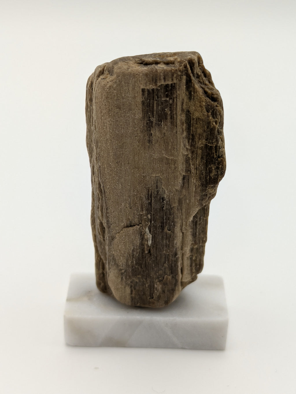 Small Petrified Wood Specimen (with stand)