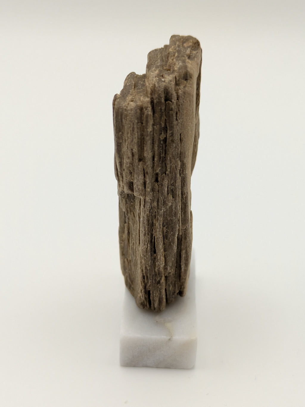 Small Petrified Wood Specimen (with stand)